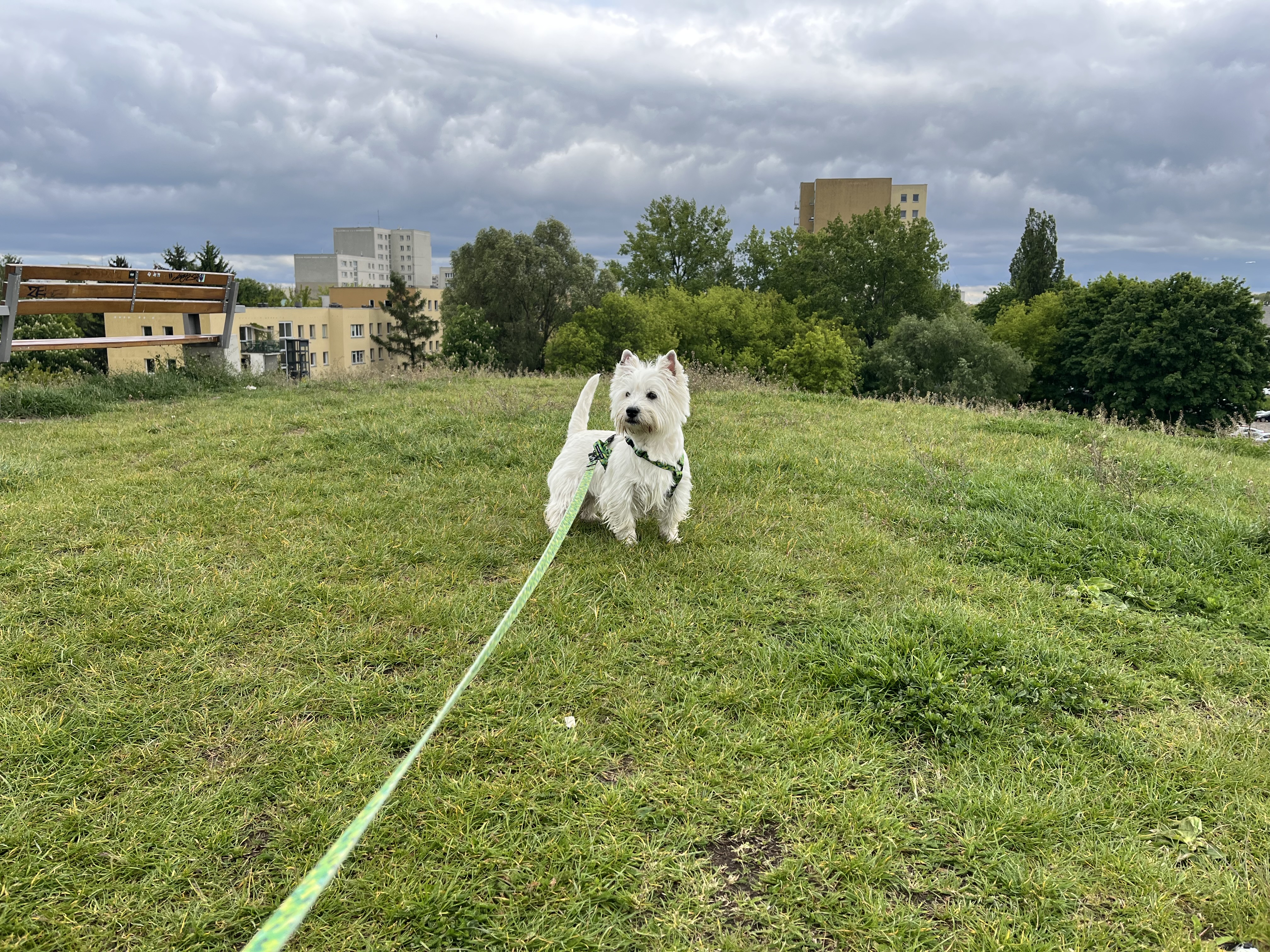 image-18