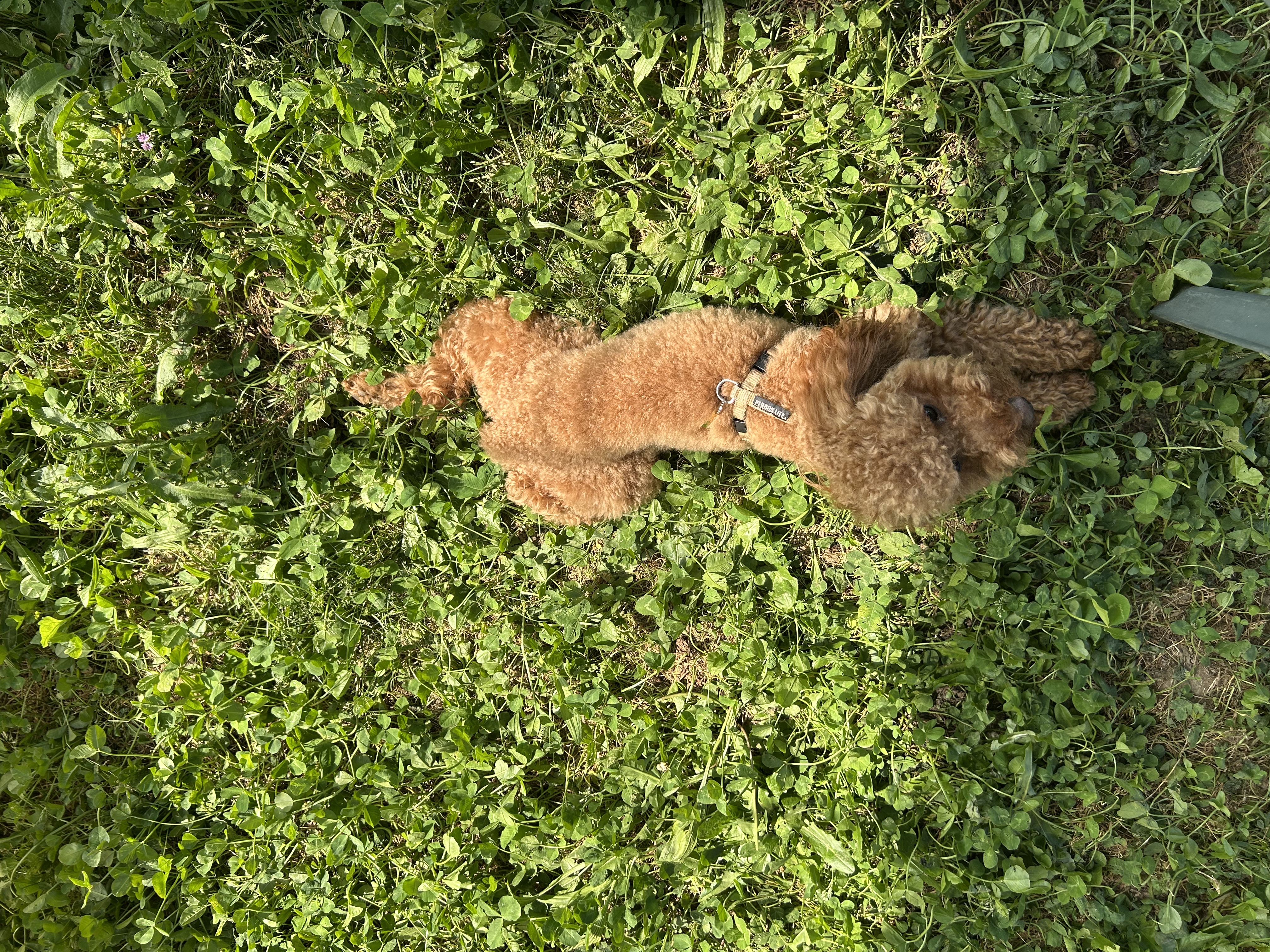 image-8