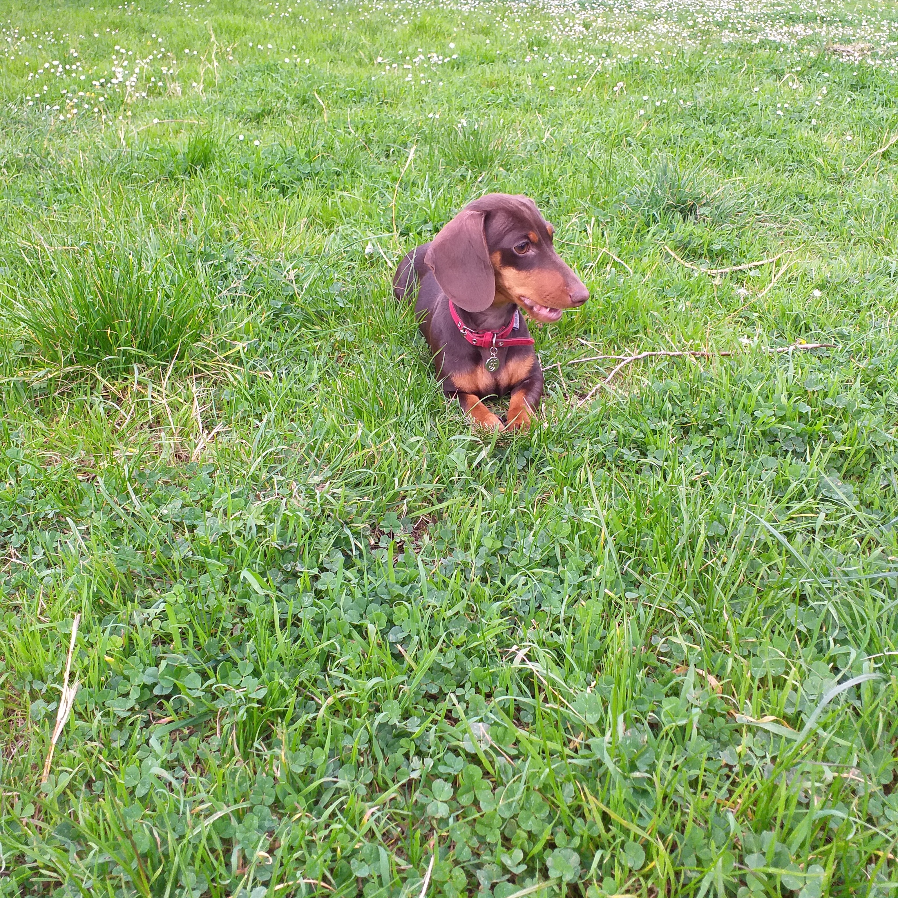 greta