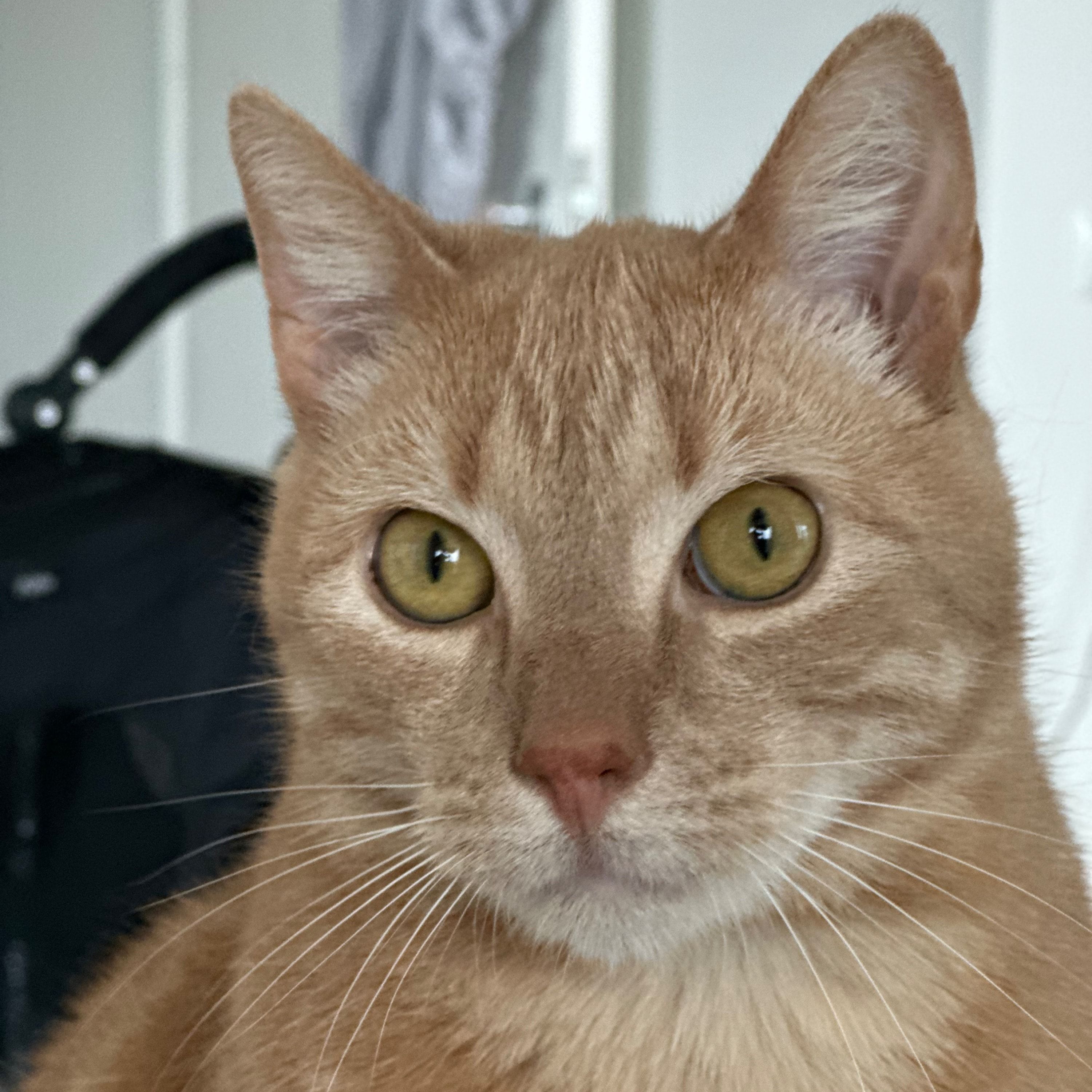 Eddie