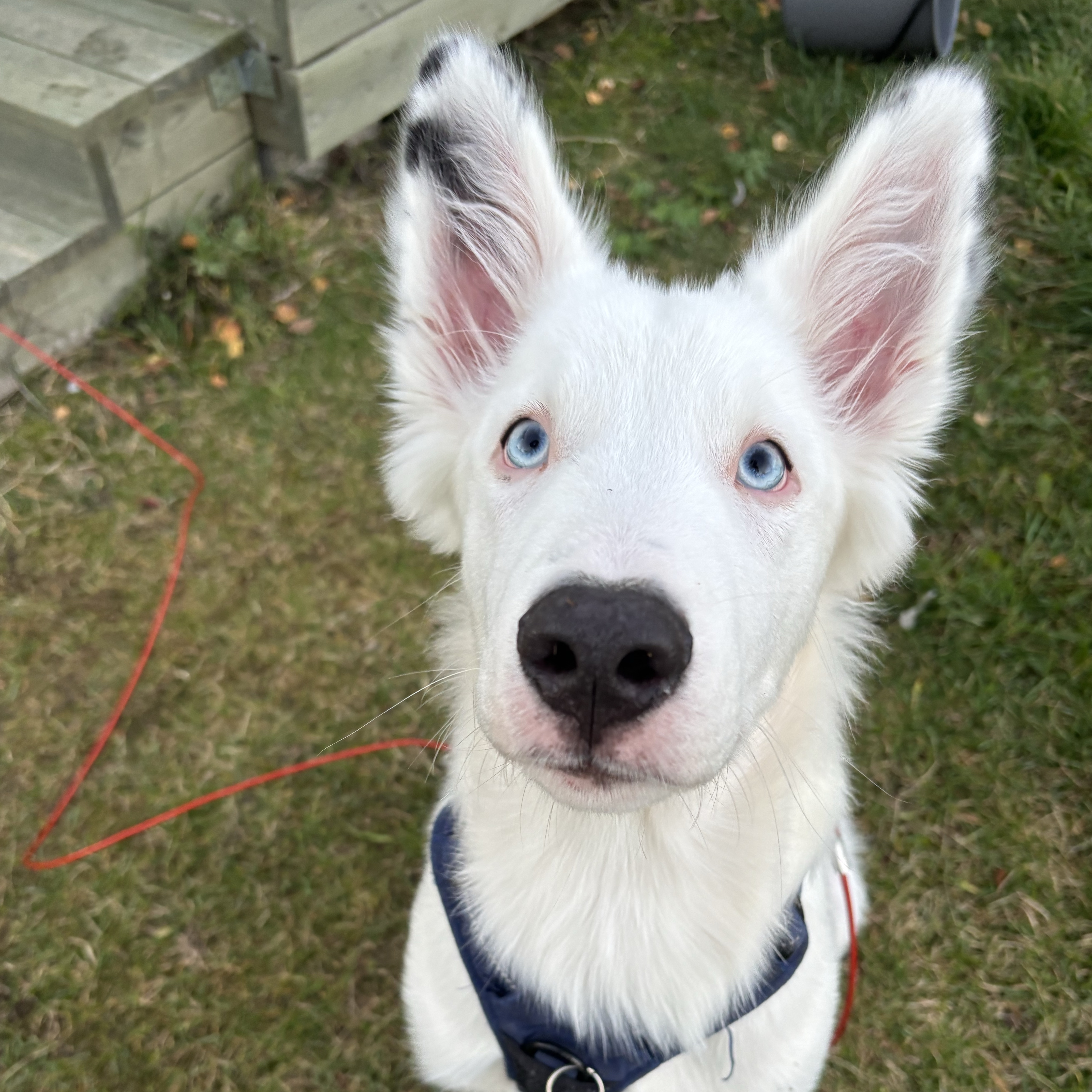 Roki