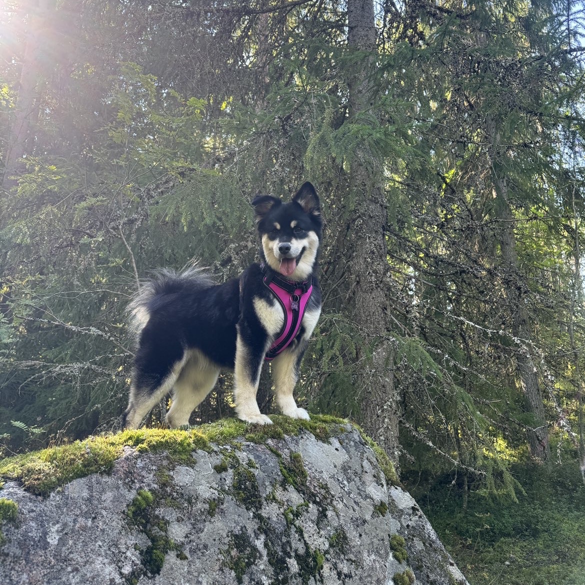 Dina