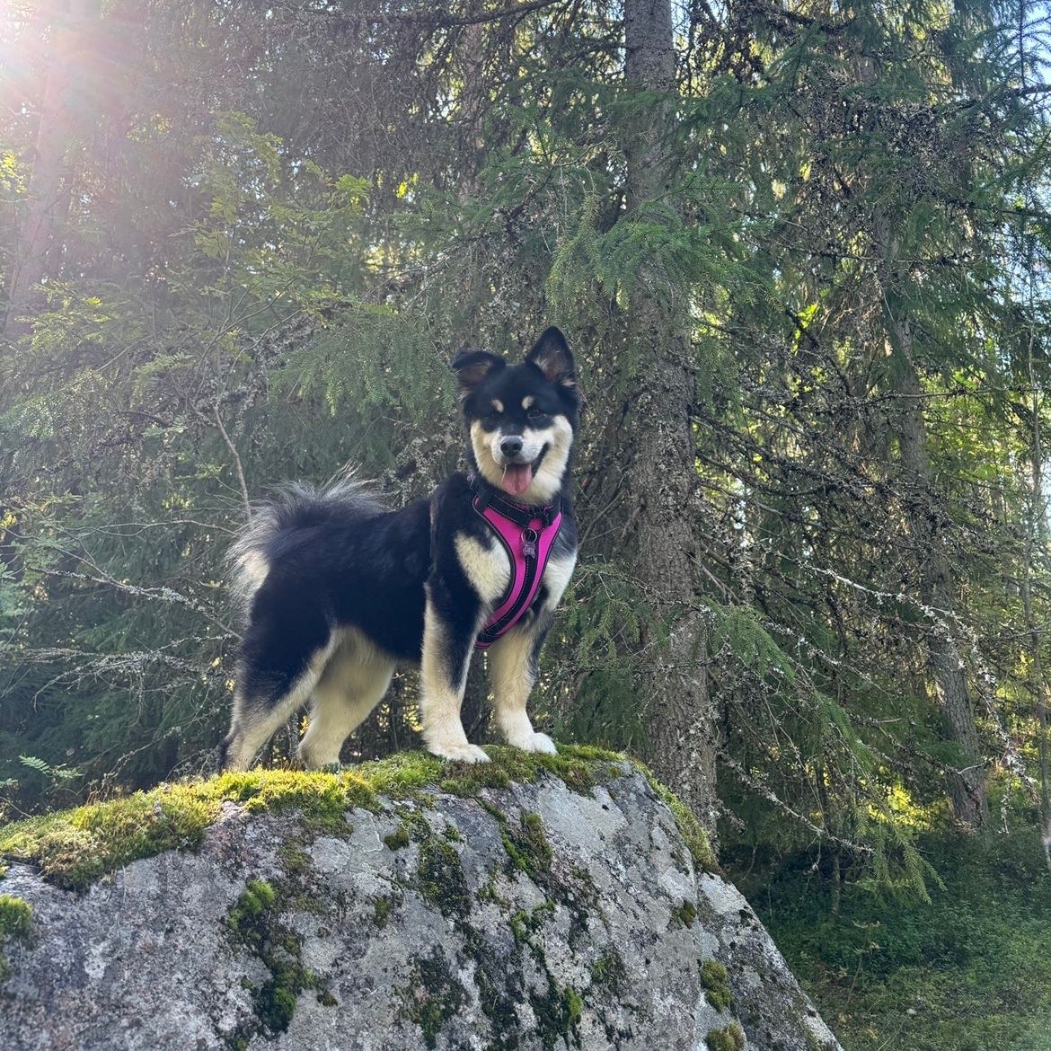 Dina