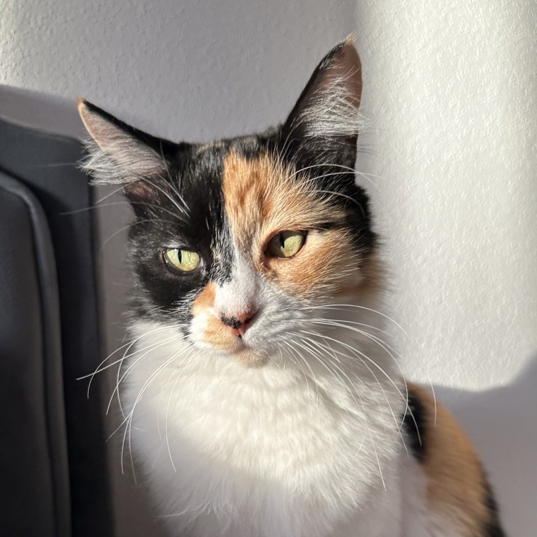 Mimi