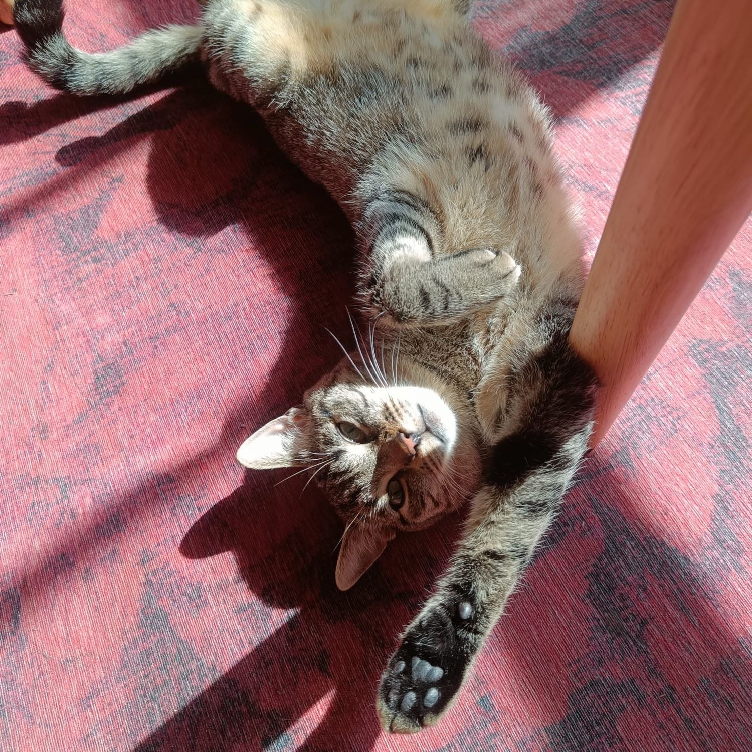 Pedro 
