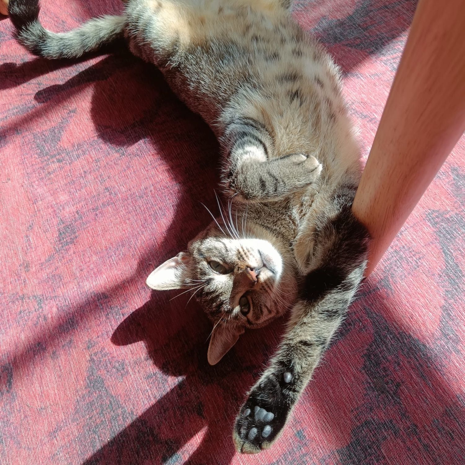 Pedro