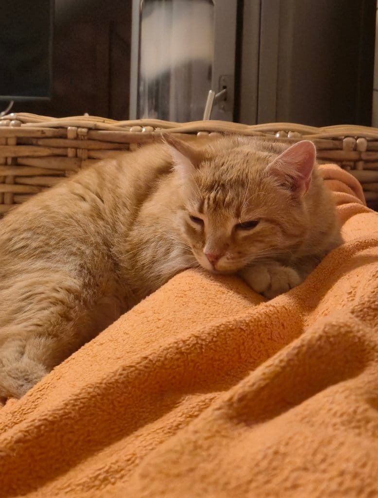 Fritz