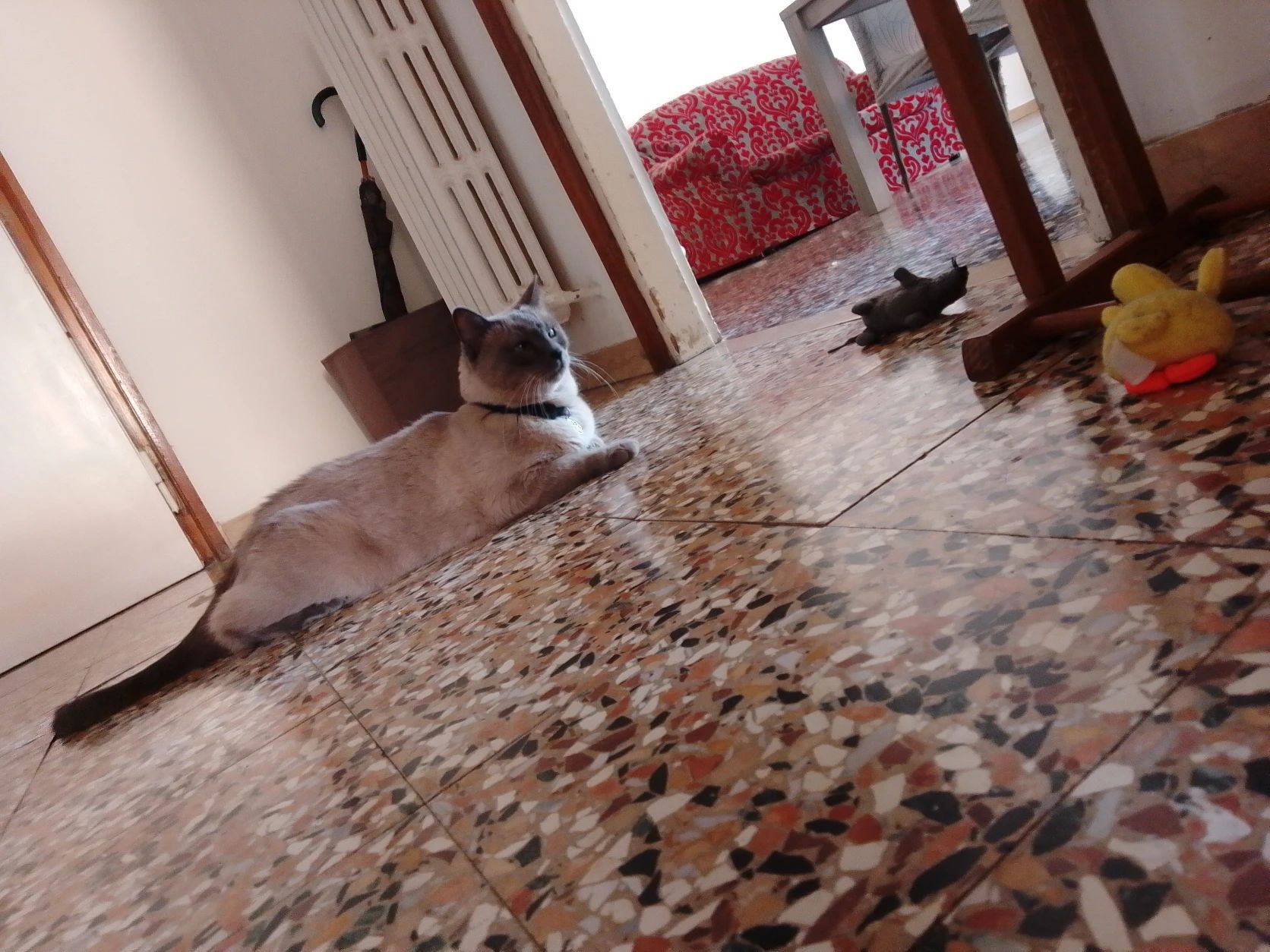 image-6