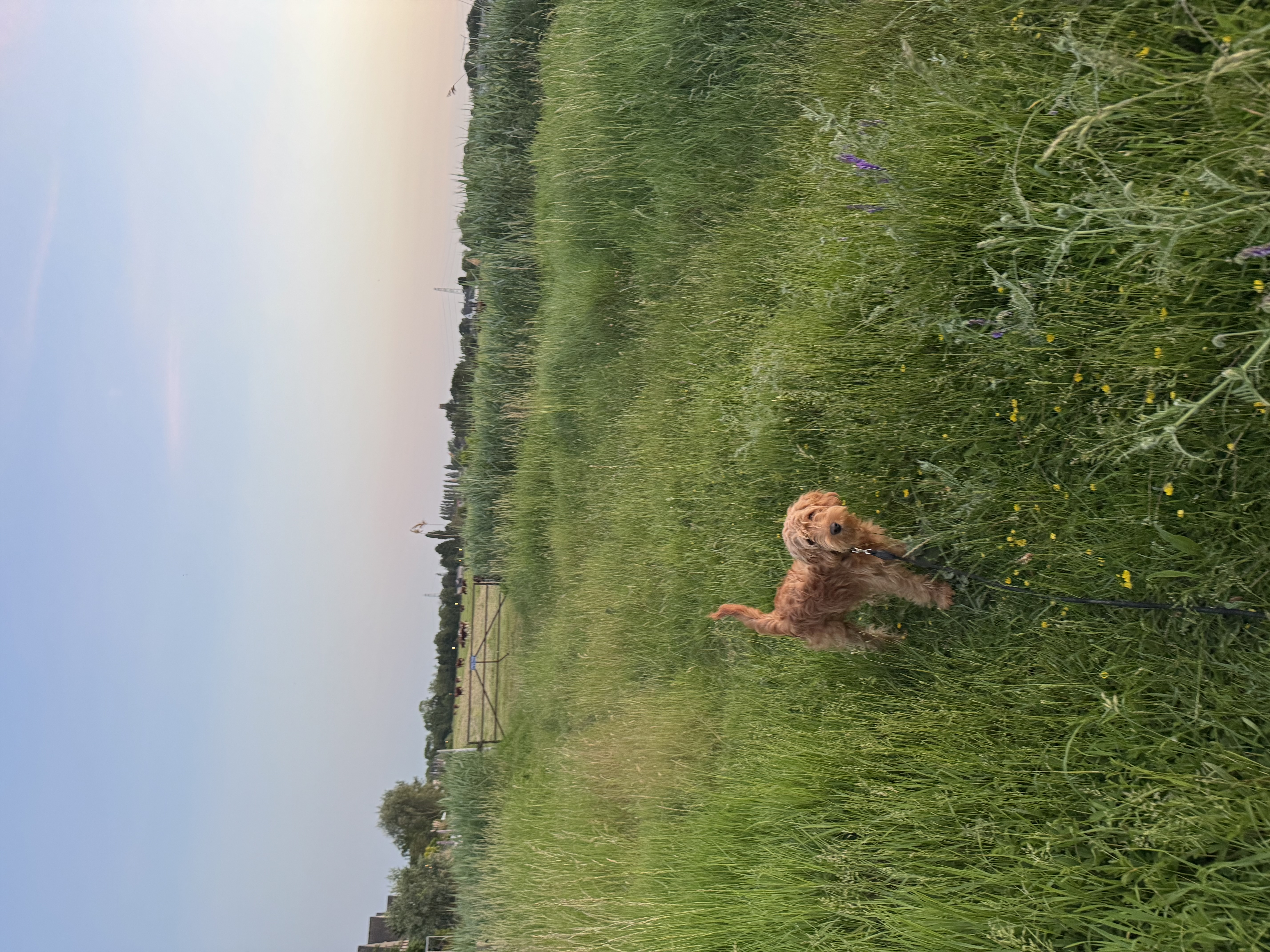 image-3