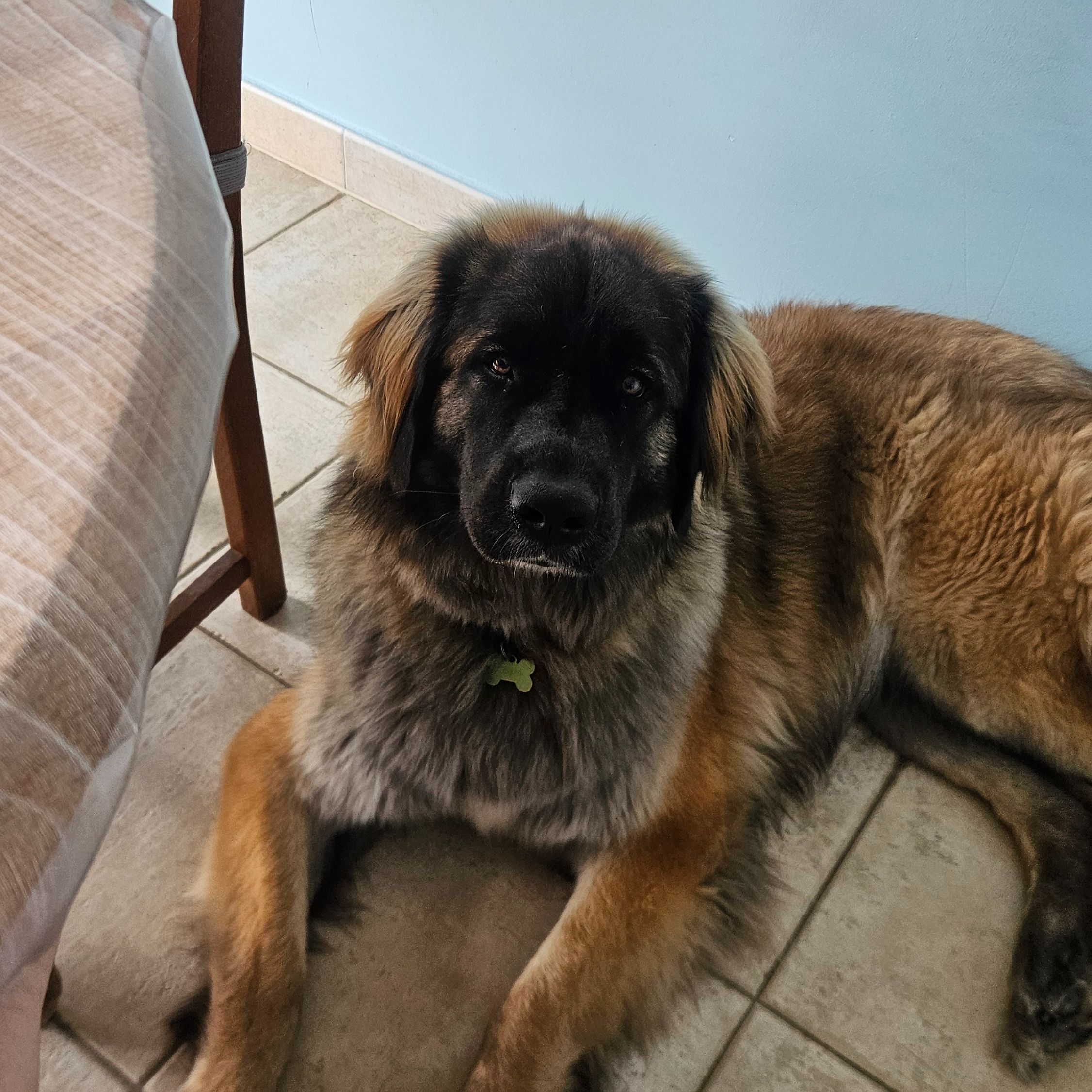 Yoshi