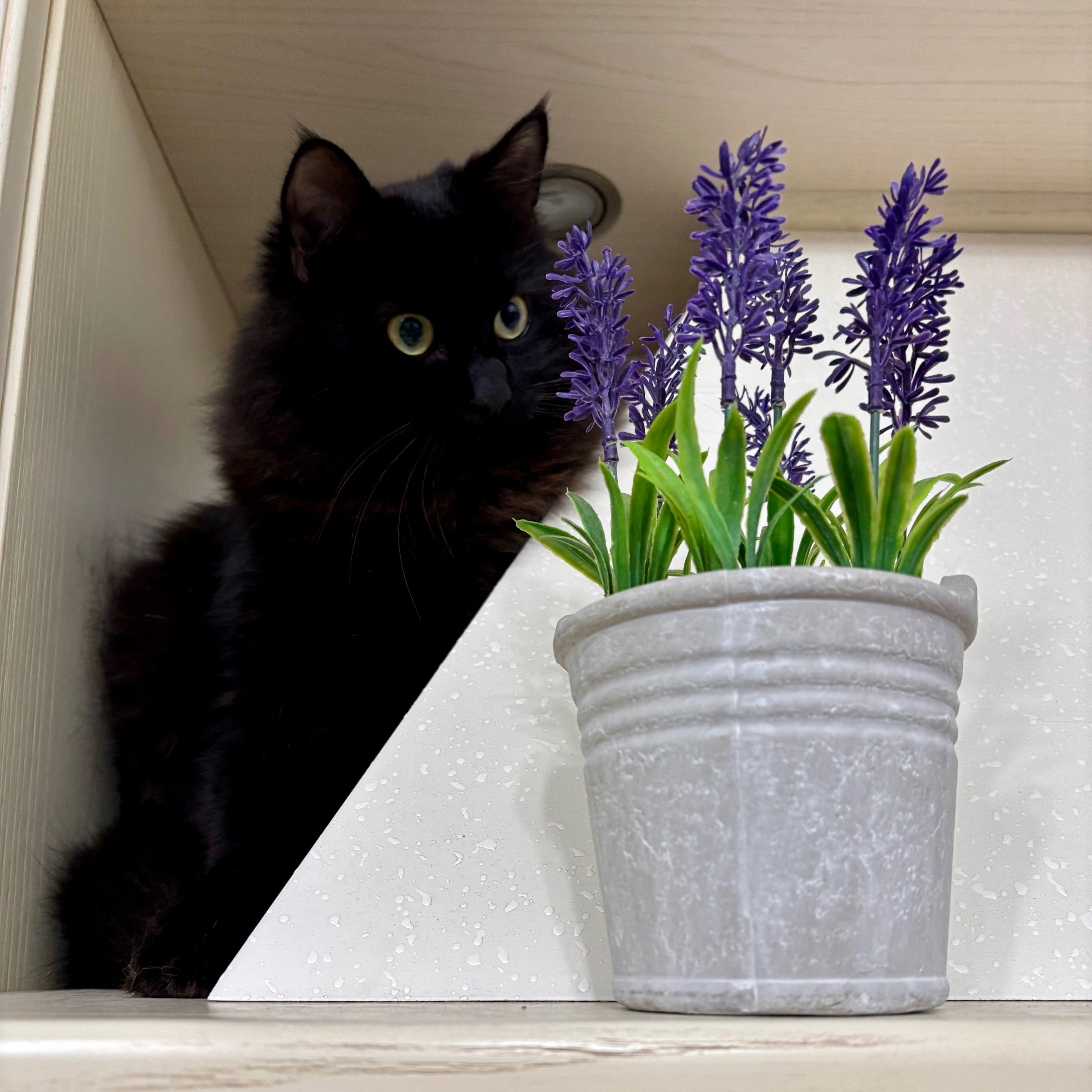 Salem