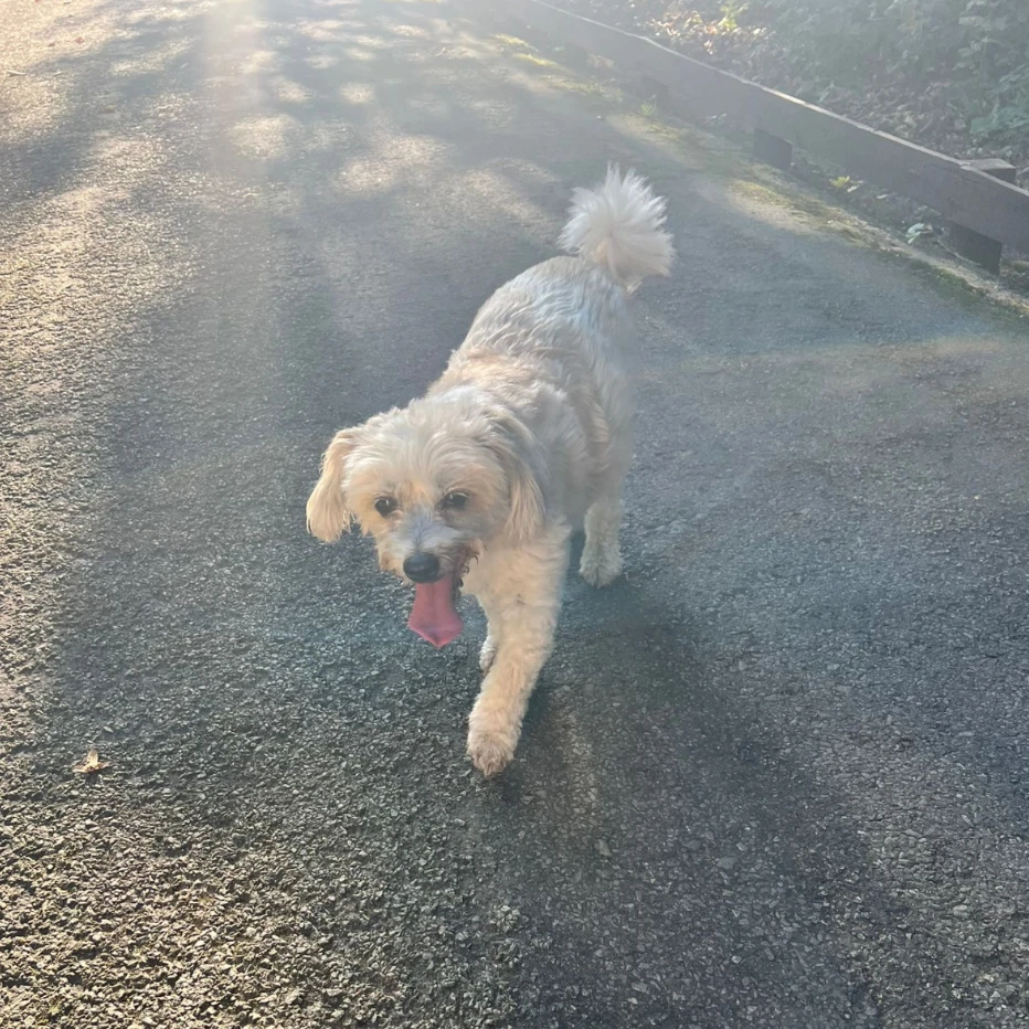 Lilou