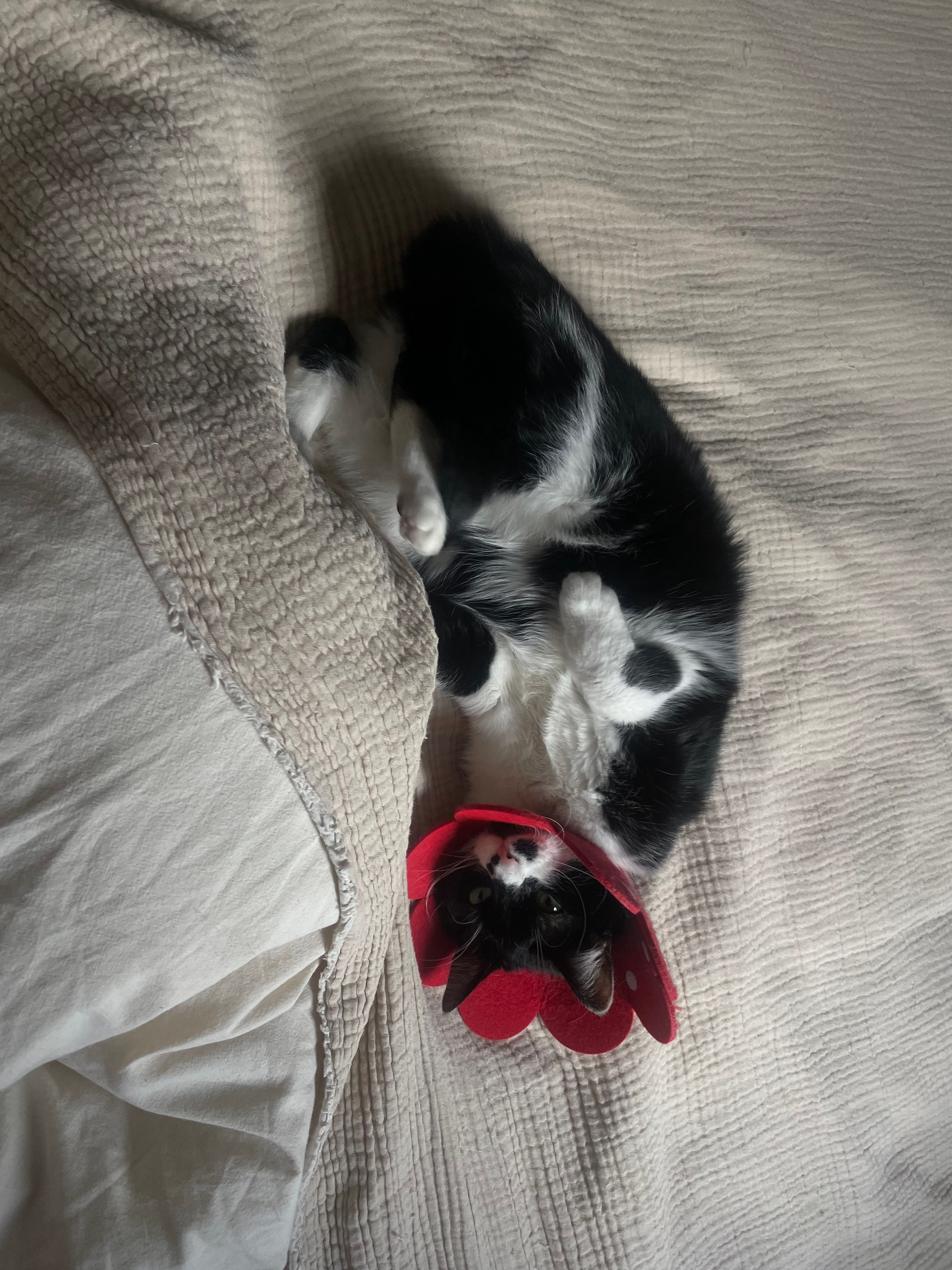 image-12