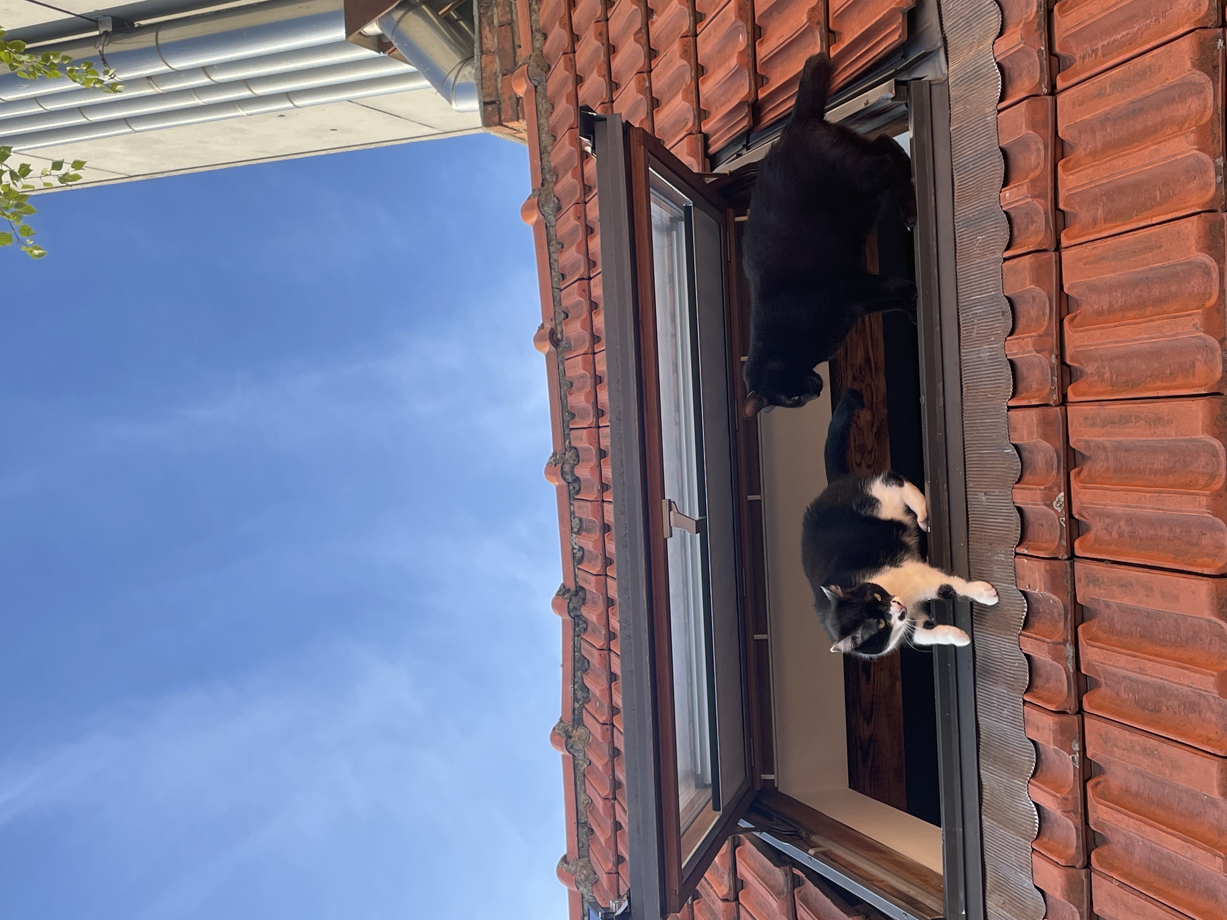 image-10