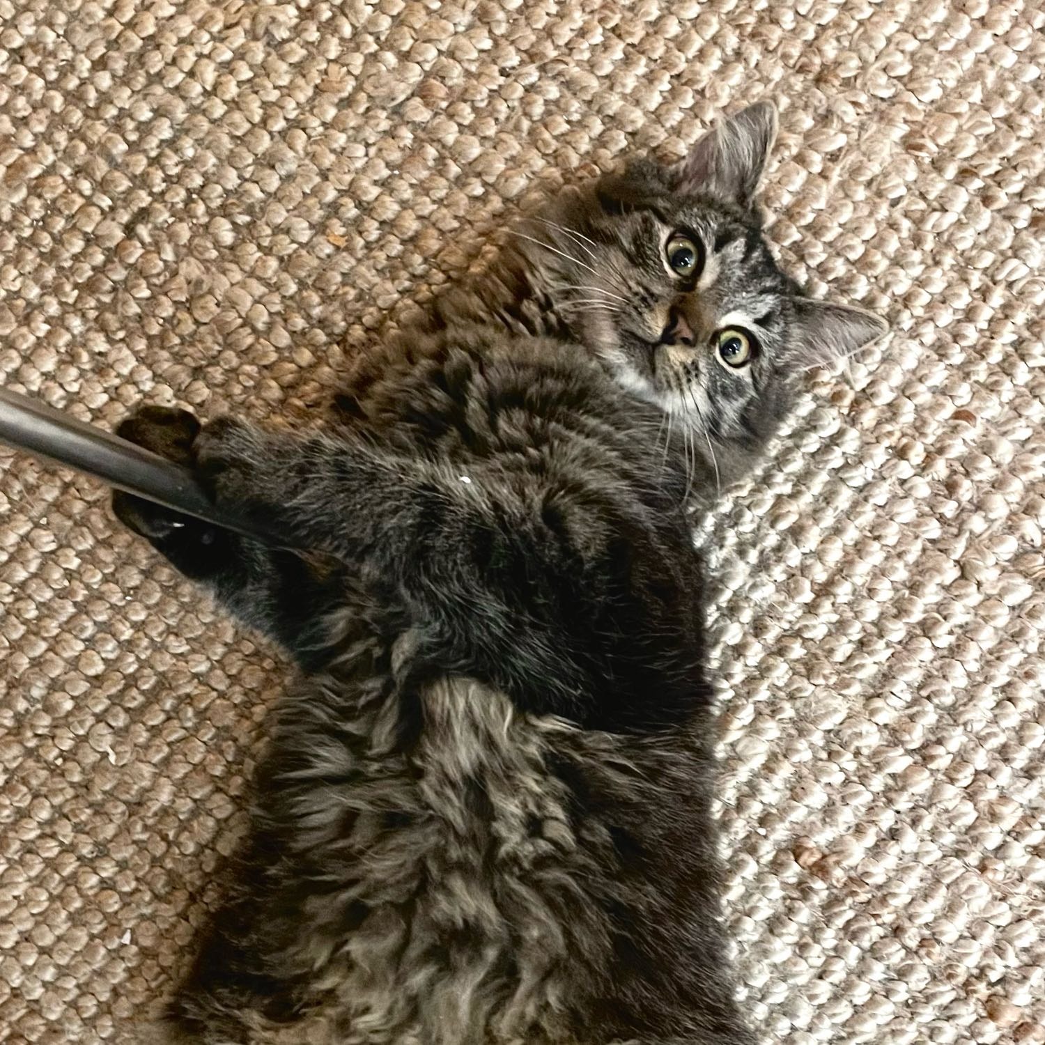 Marcel