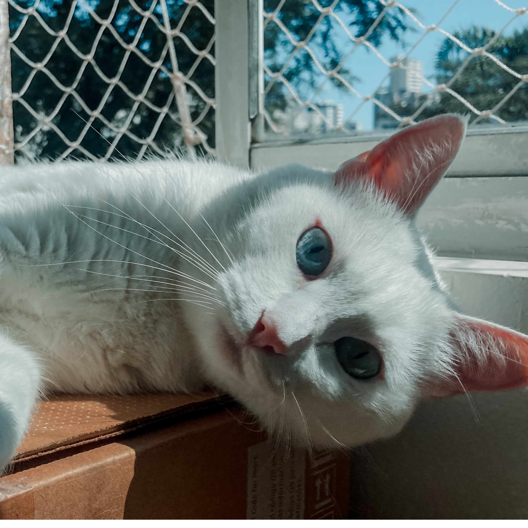Frida