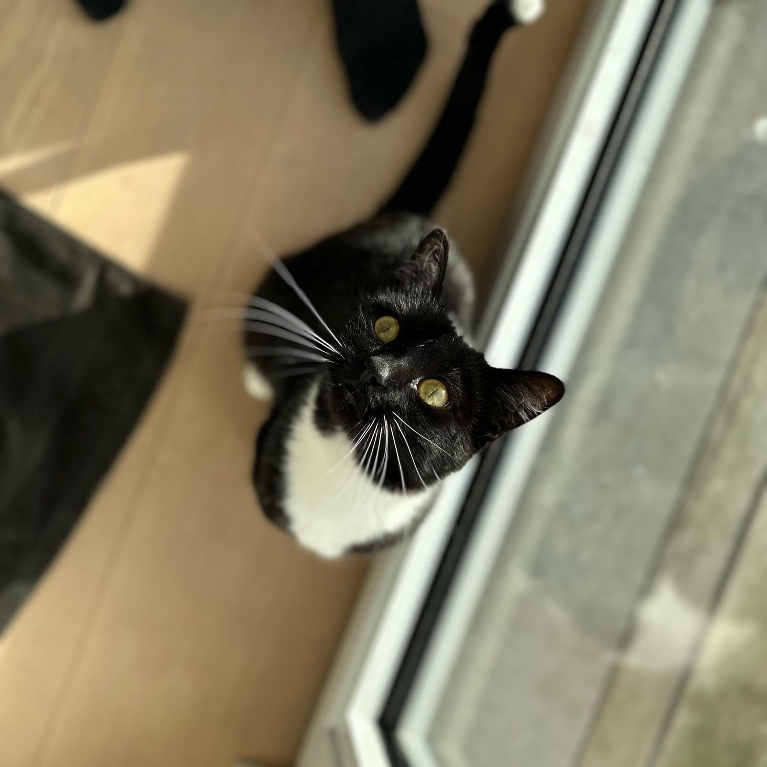 Yoko