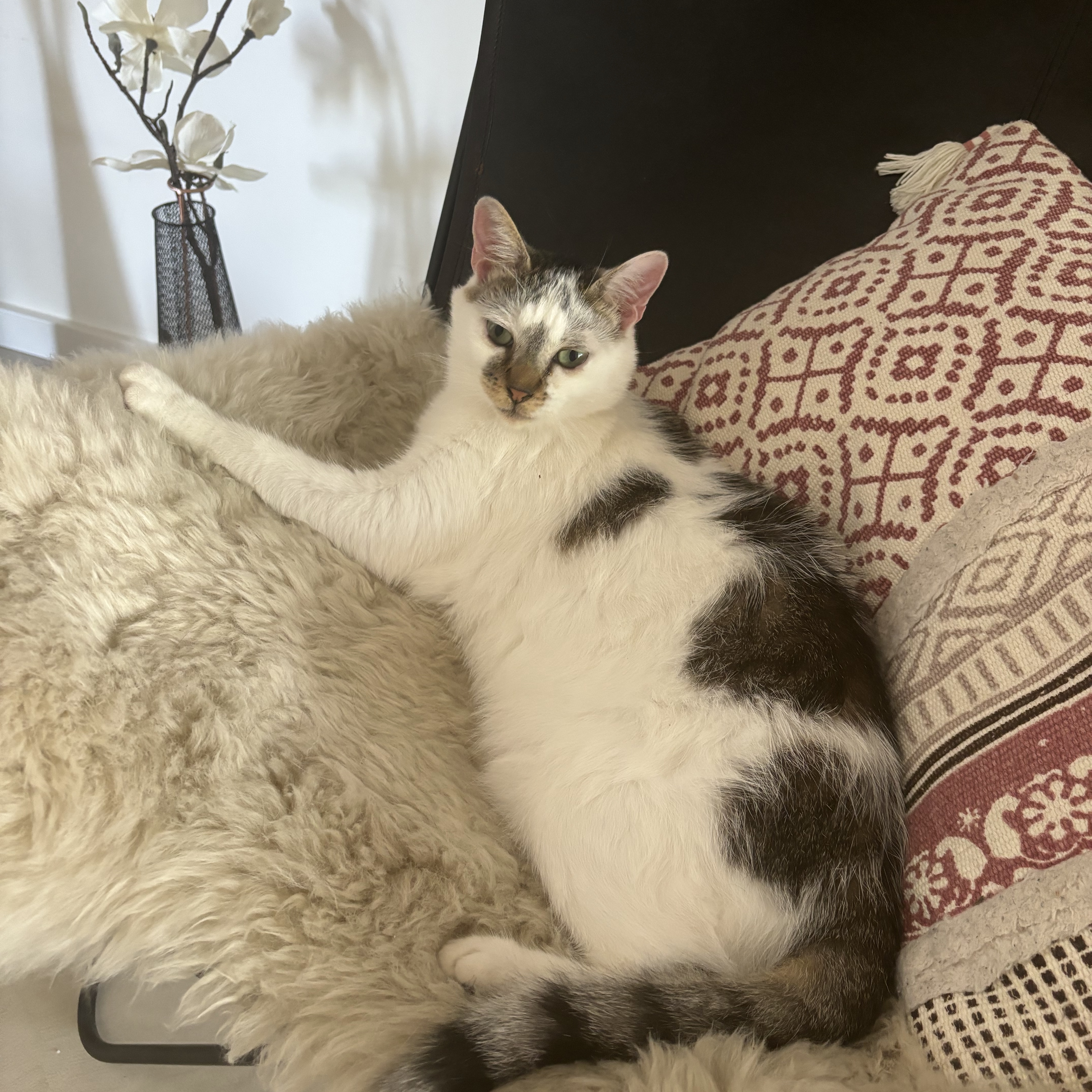 Fifi