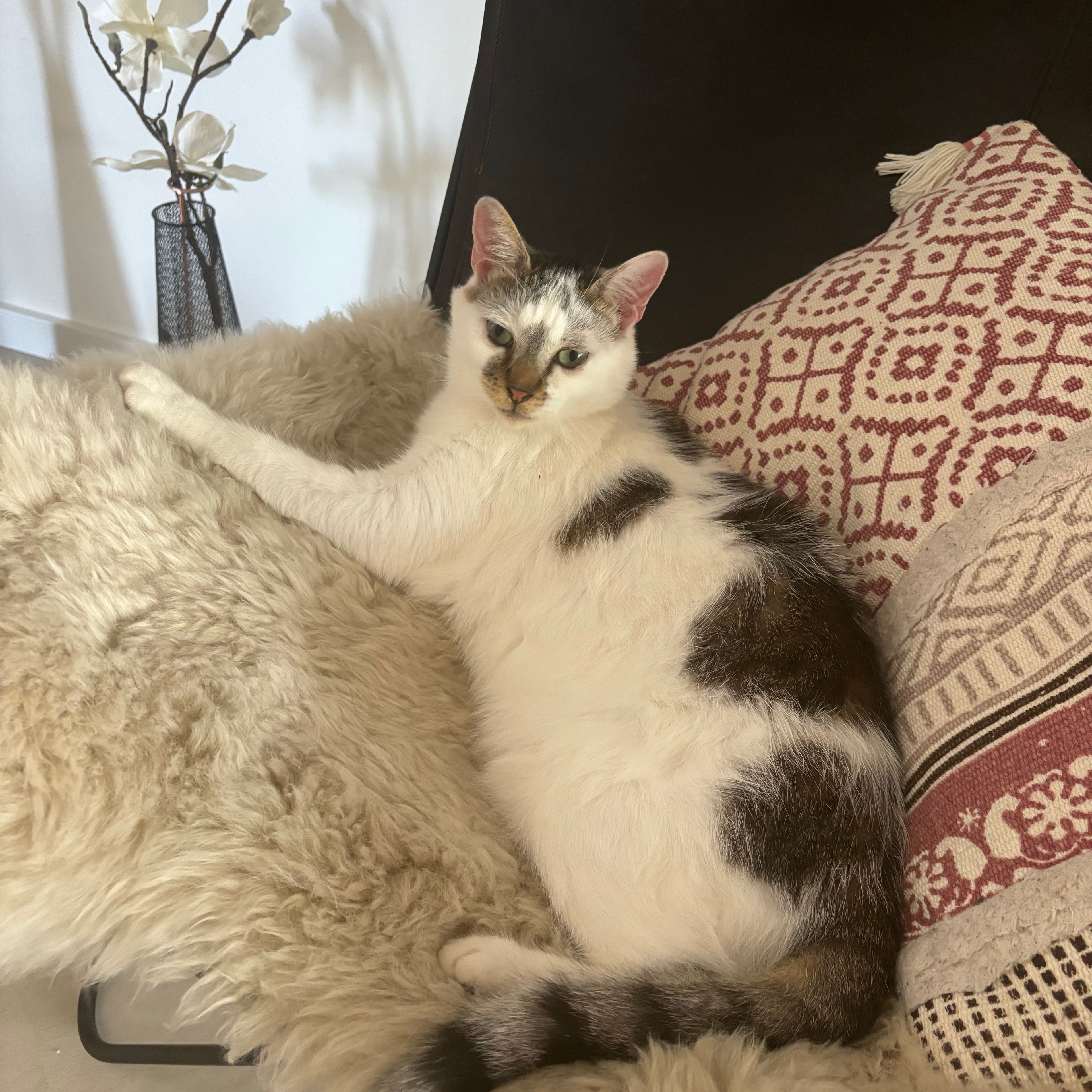 Fifi
