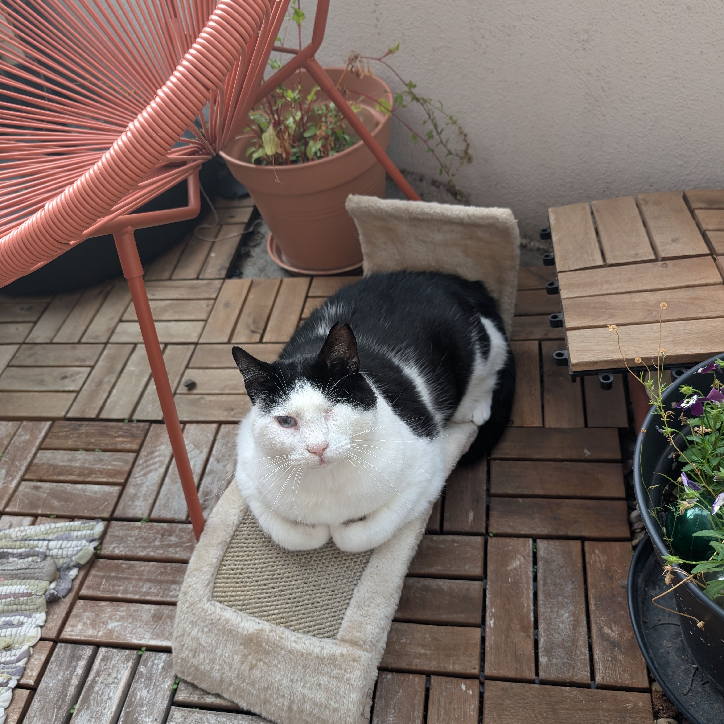 Suki