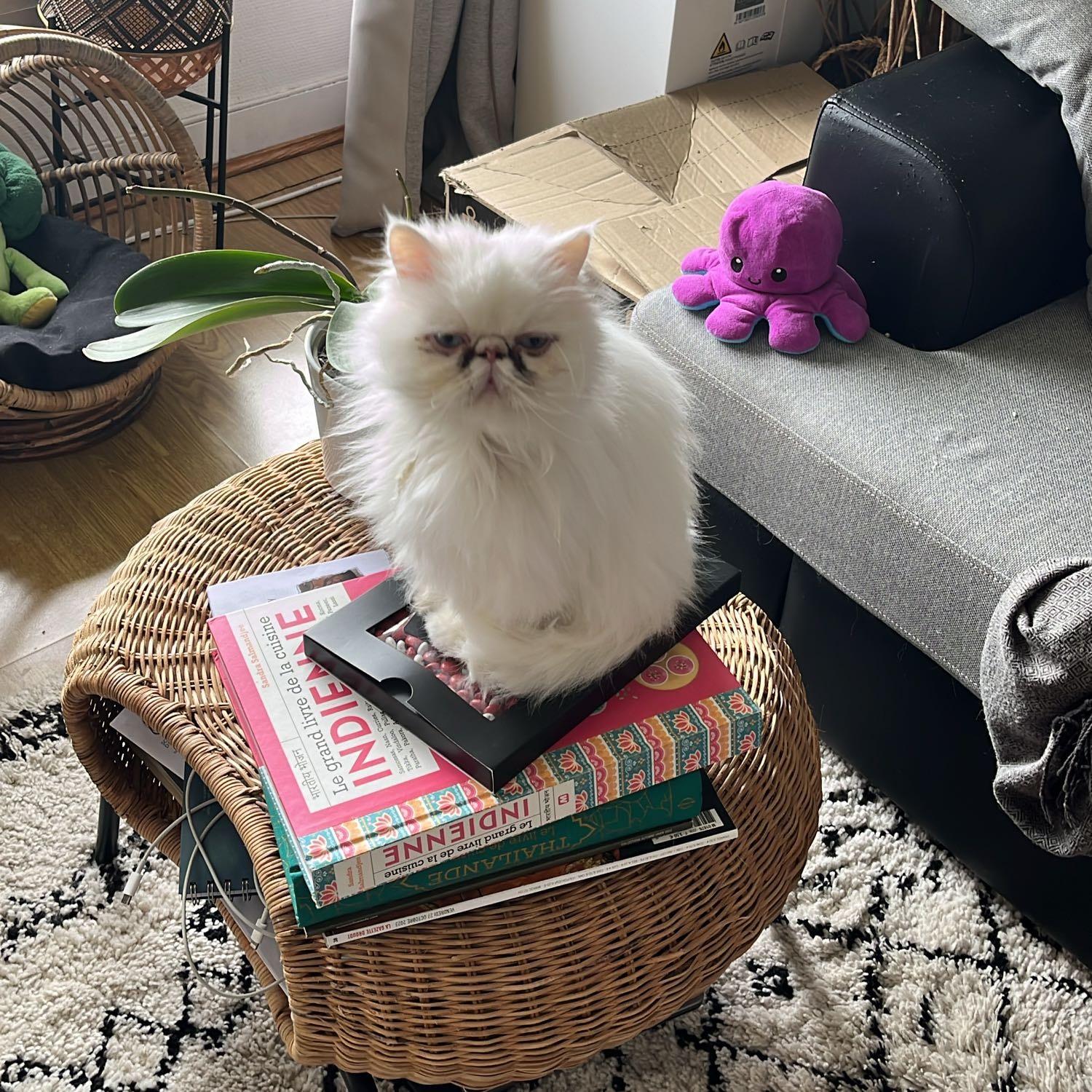 Arya