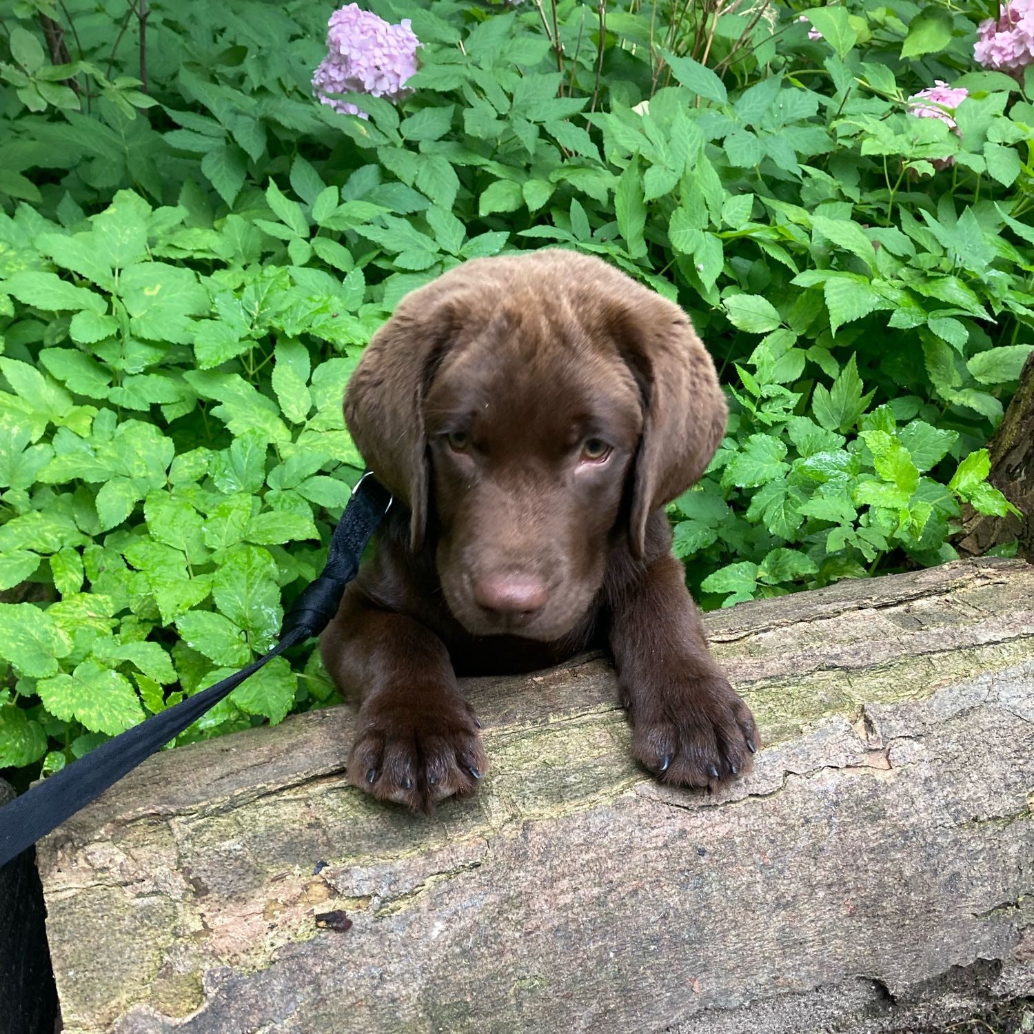Mikkel