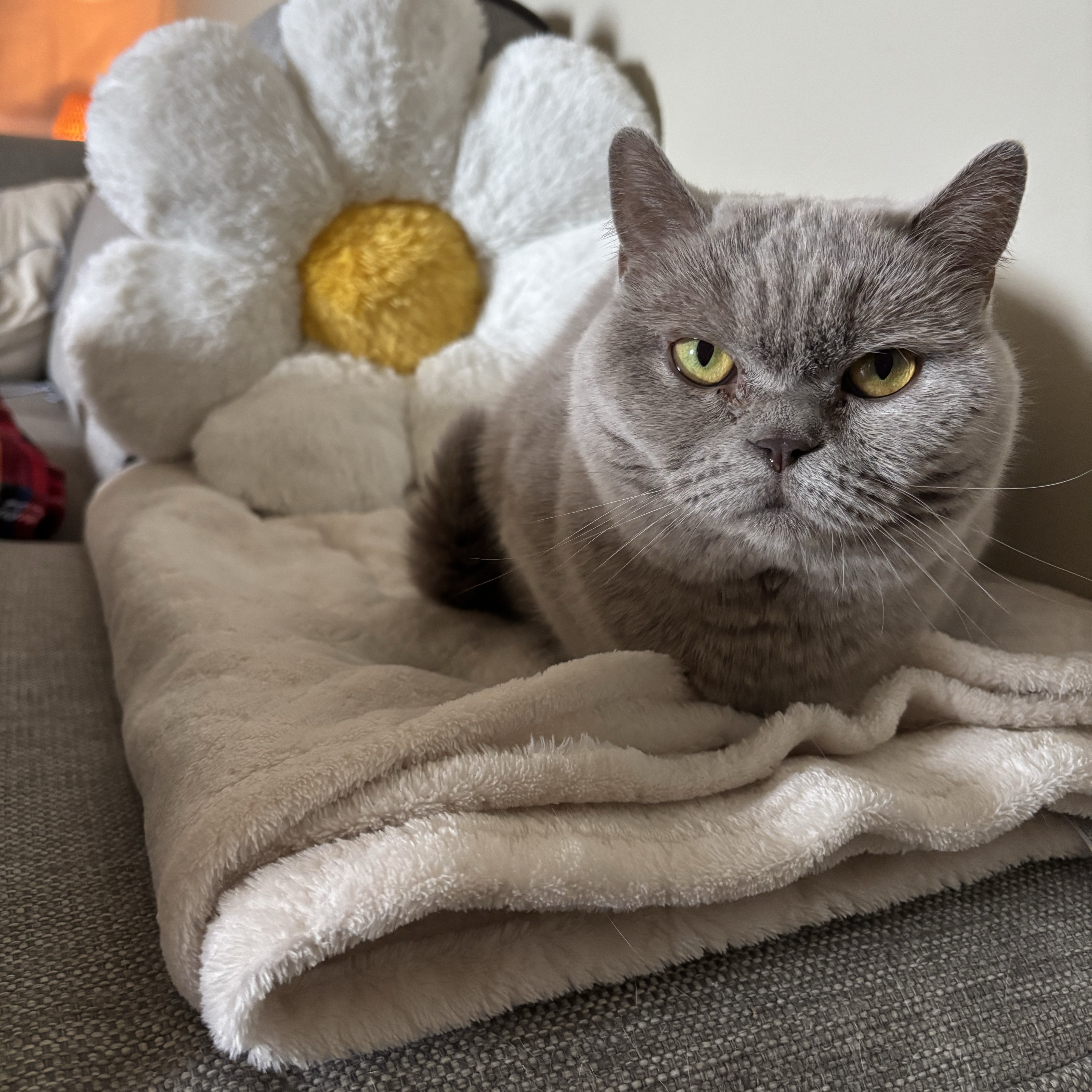 Maya