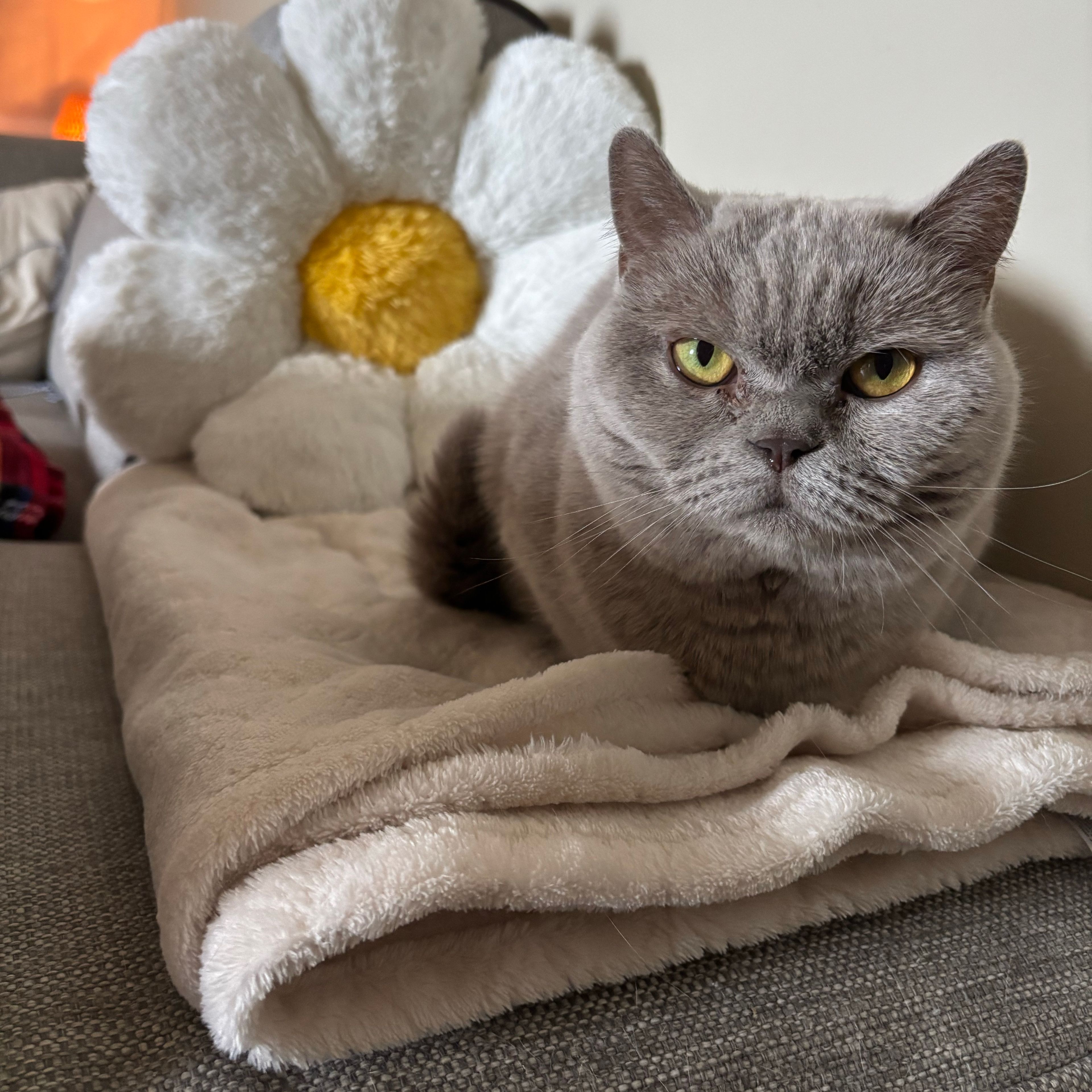 Maya