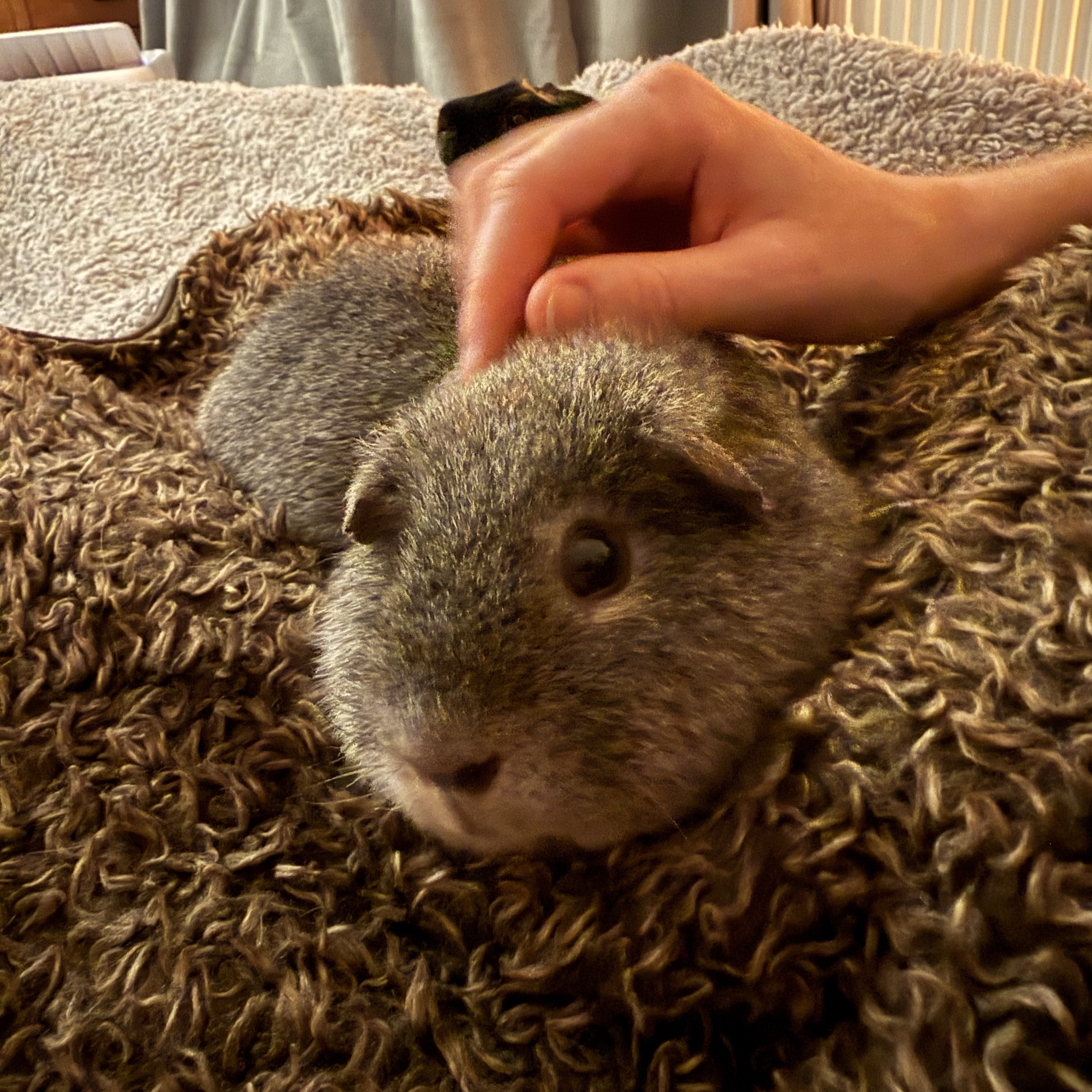 Teddy