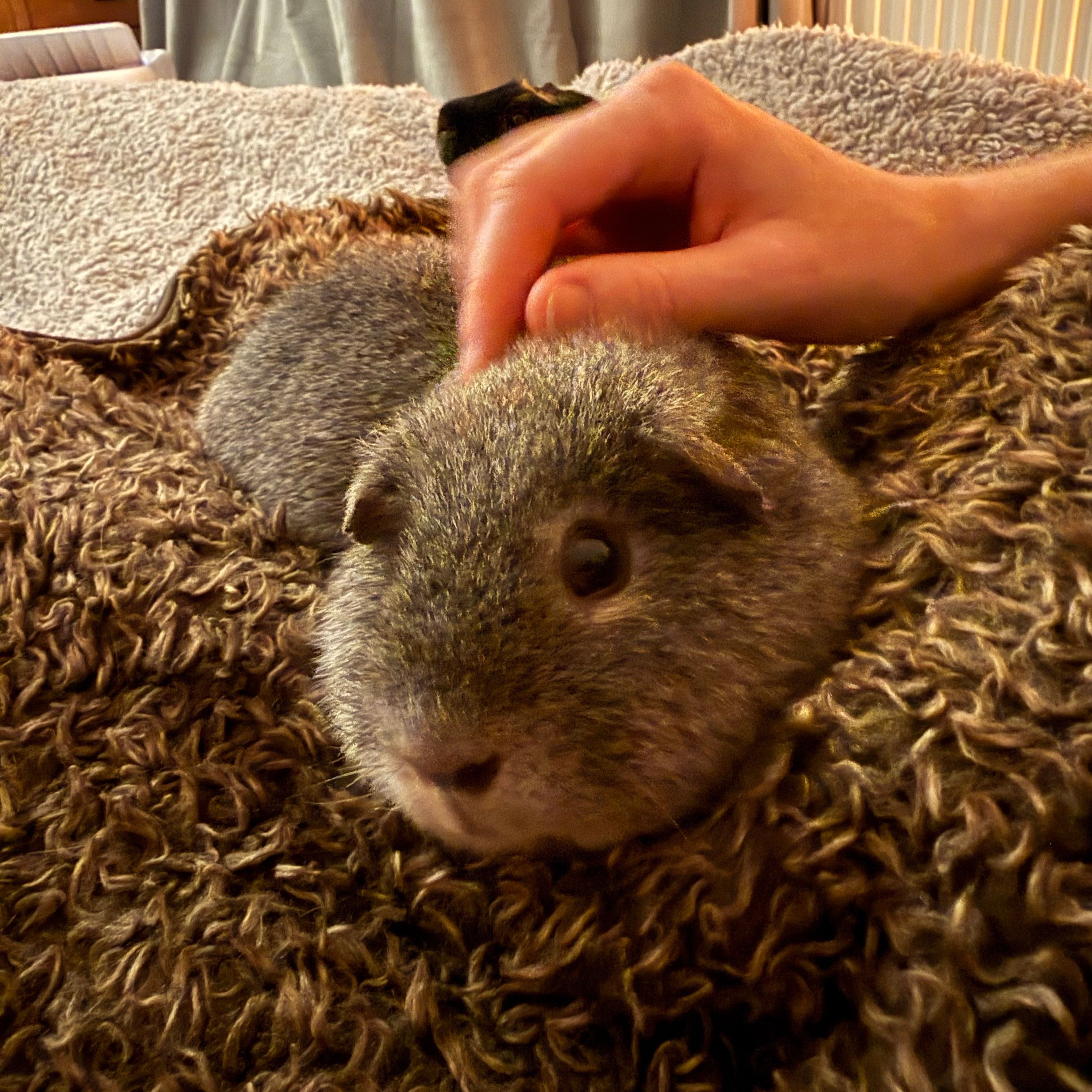 Teddy