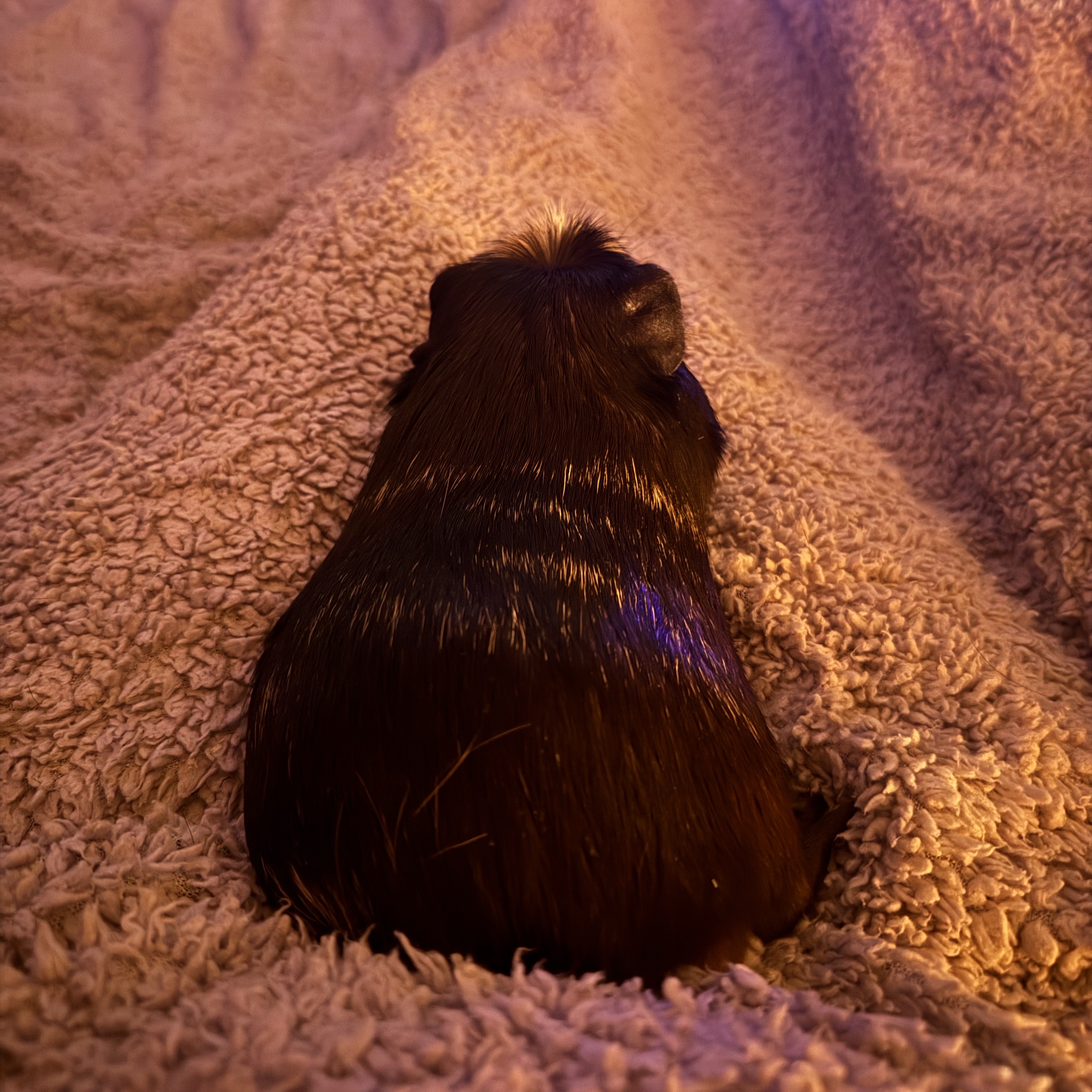 Shadow