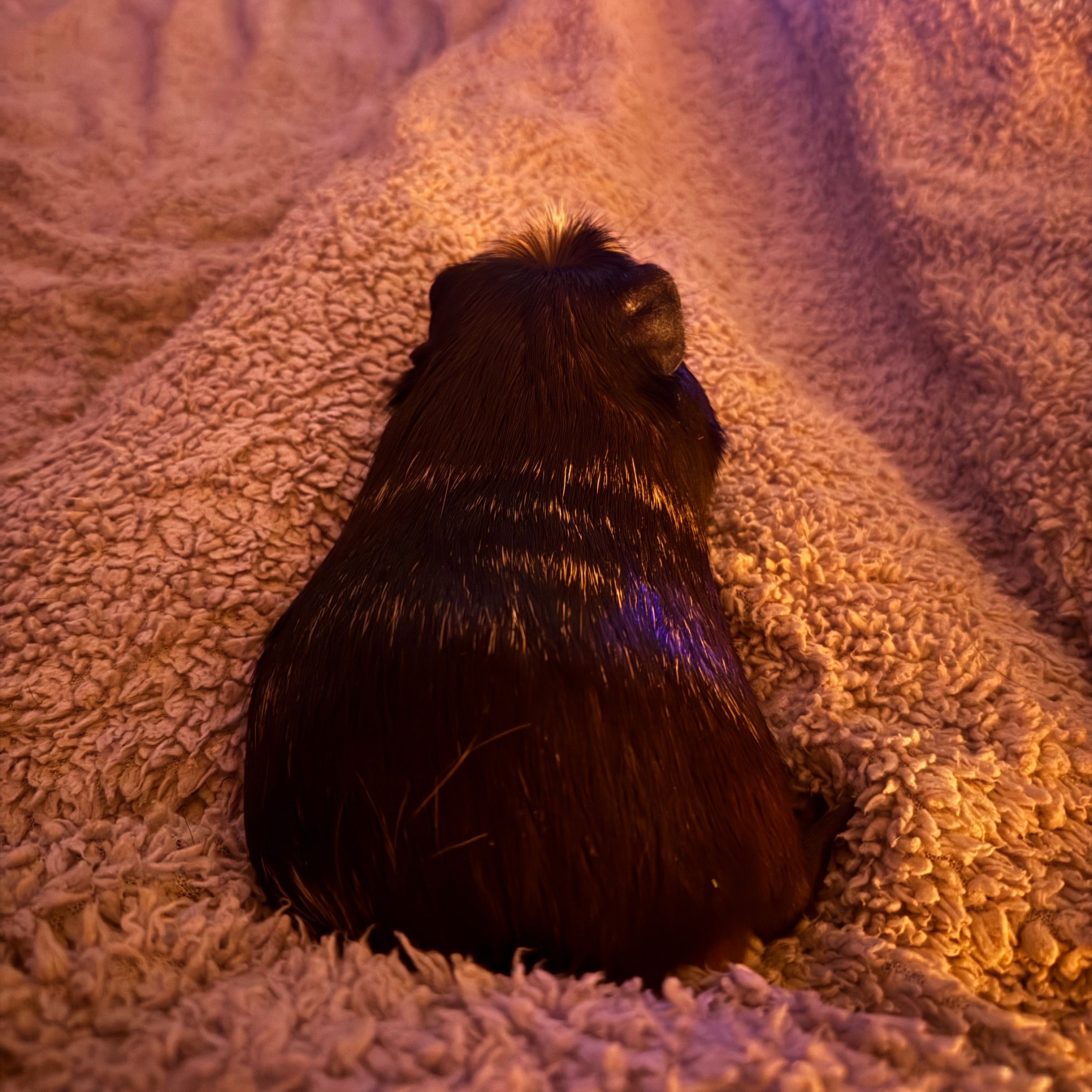 Shadow