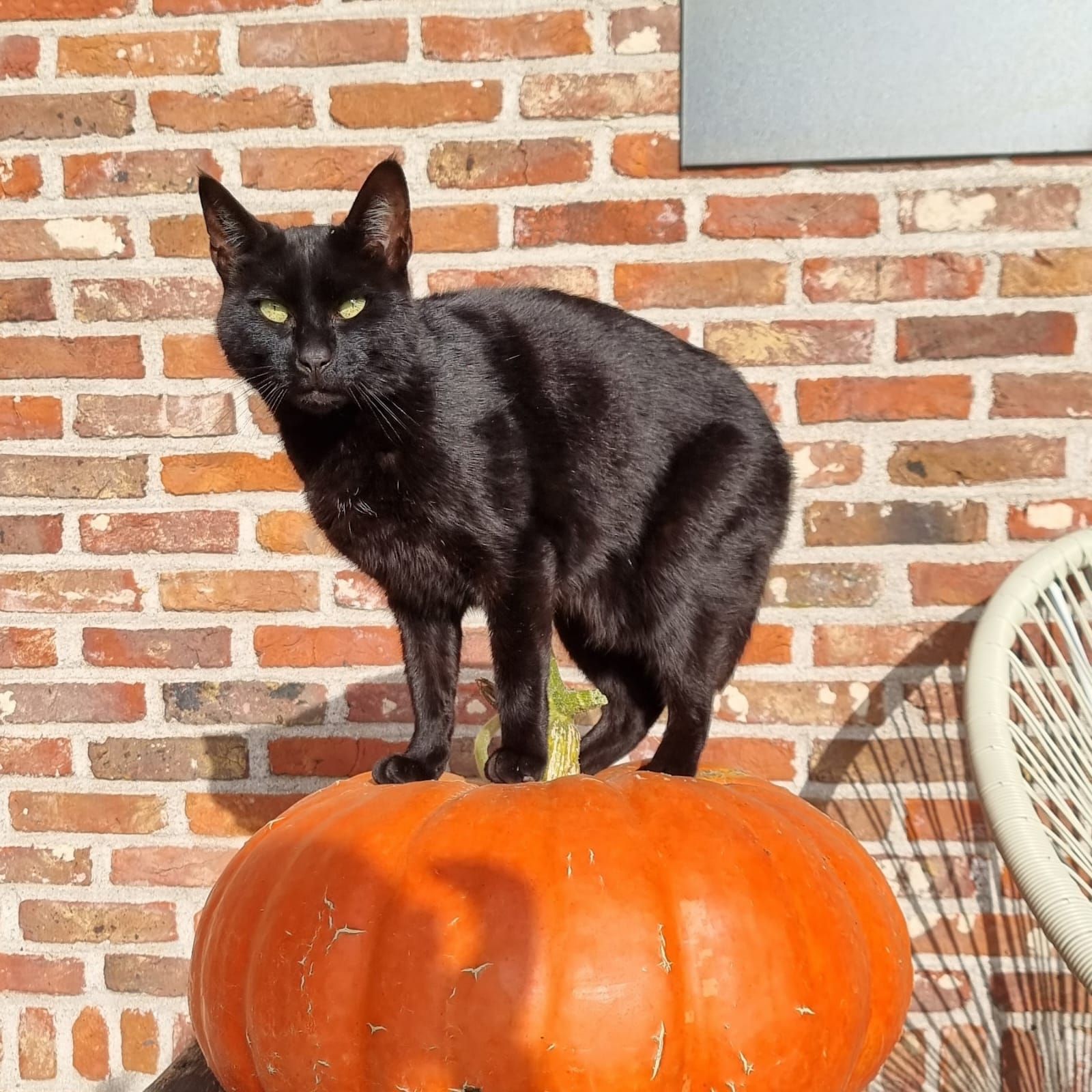 Toby