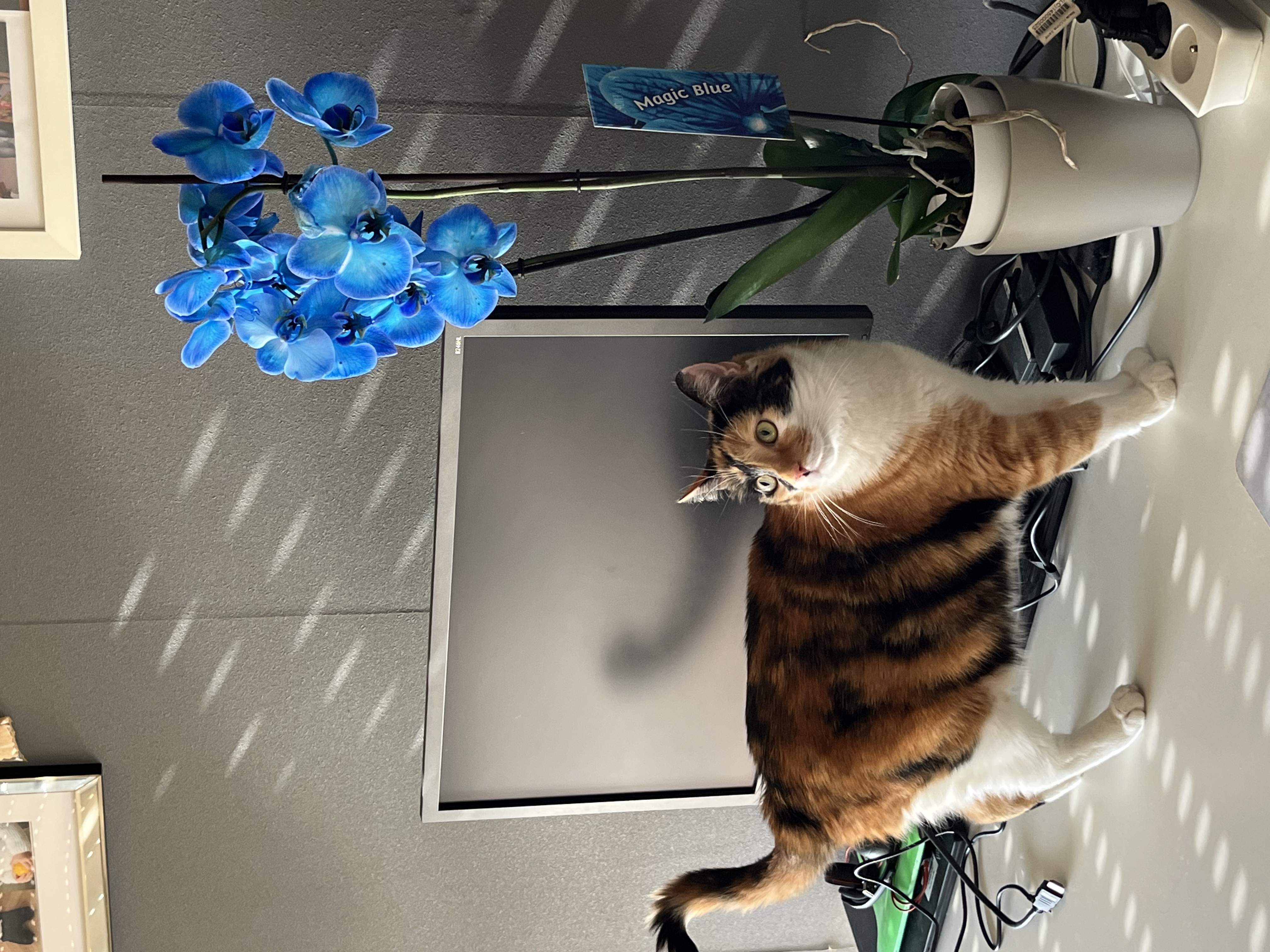 image-7