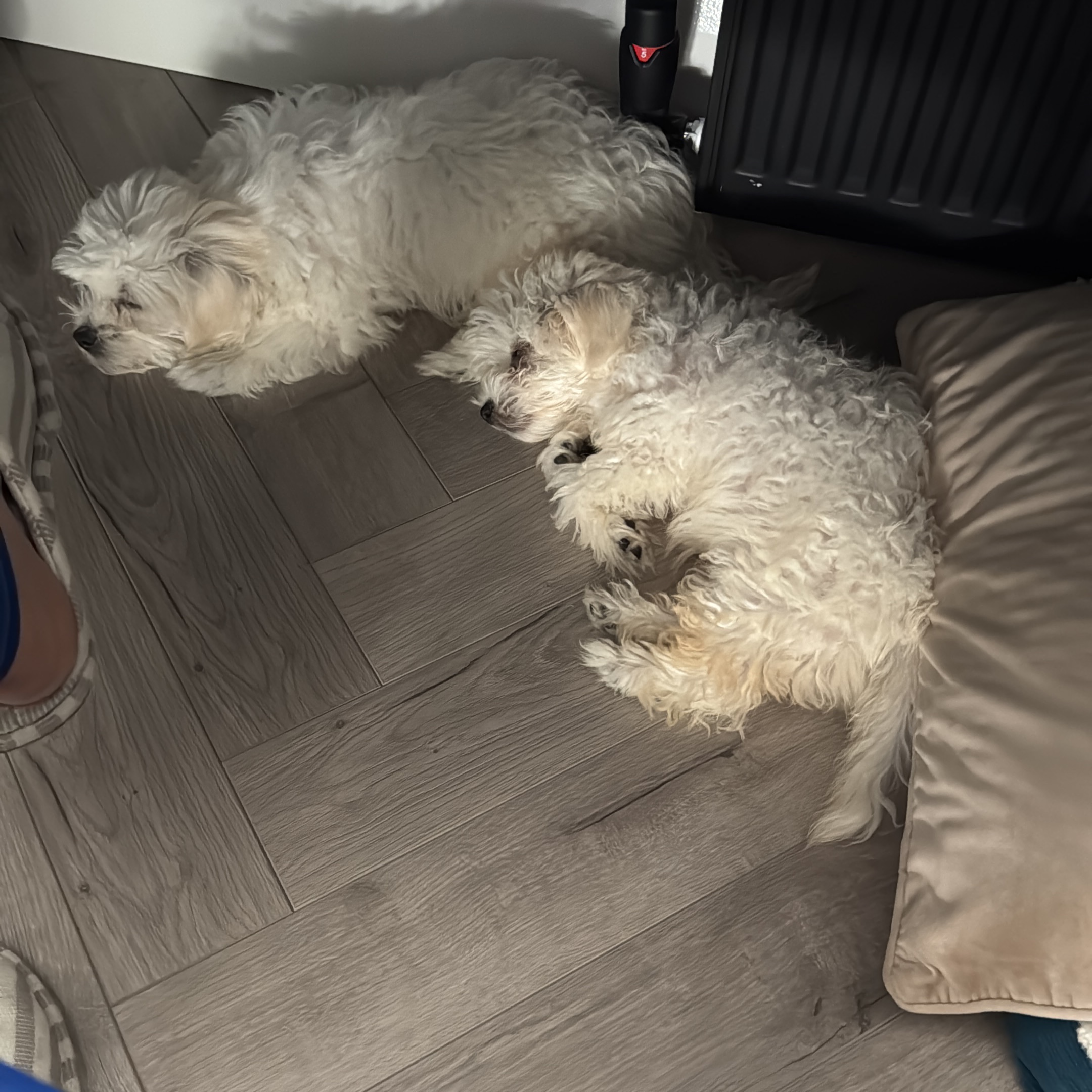 Sleepy & Smartie