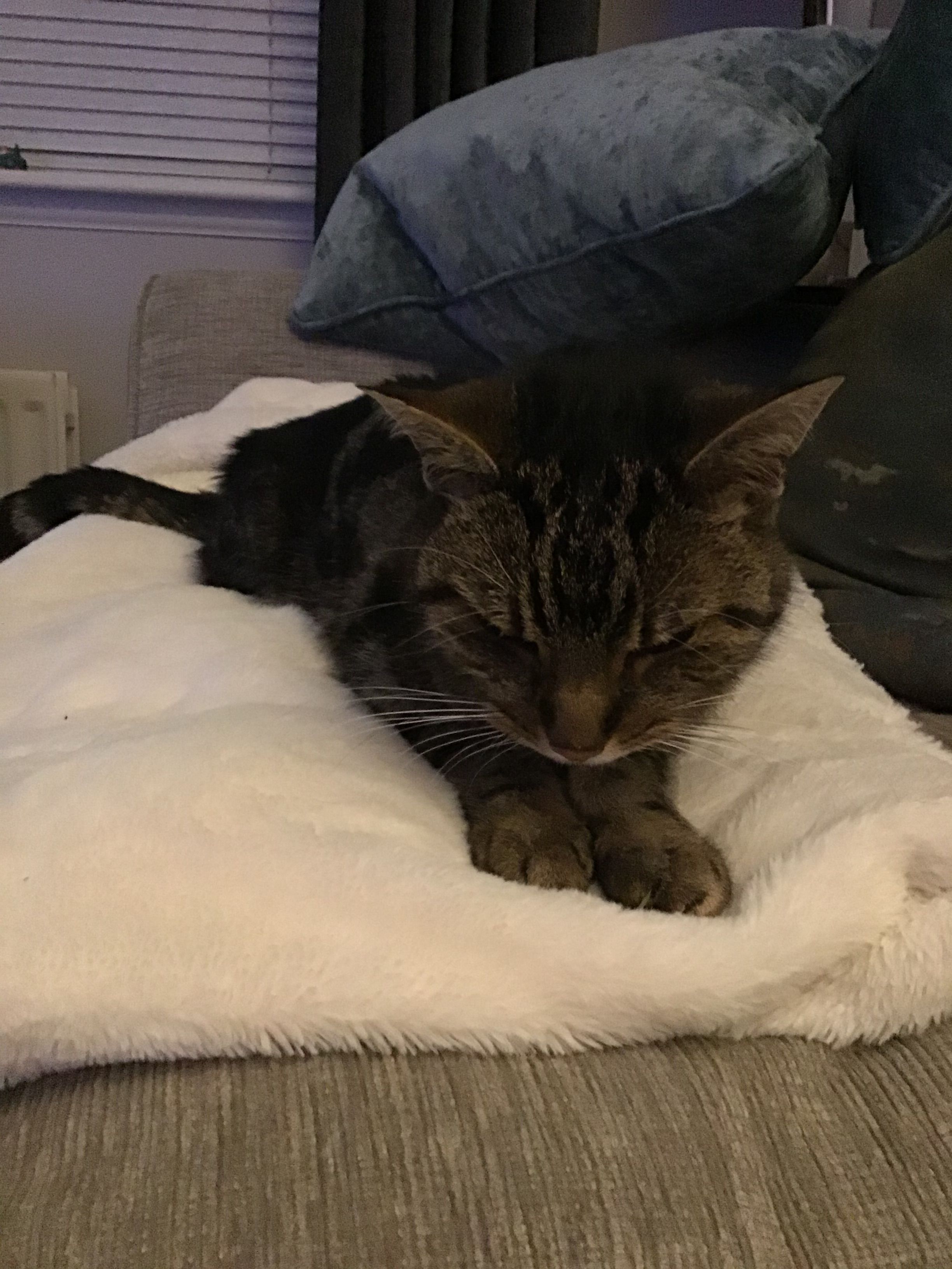 image-8