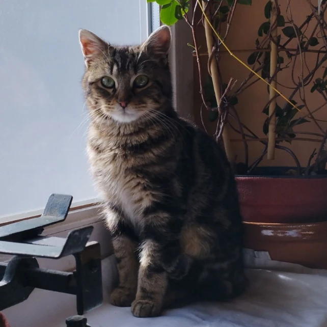Titi