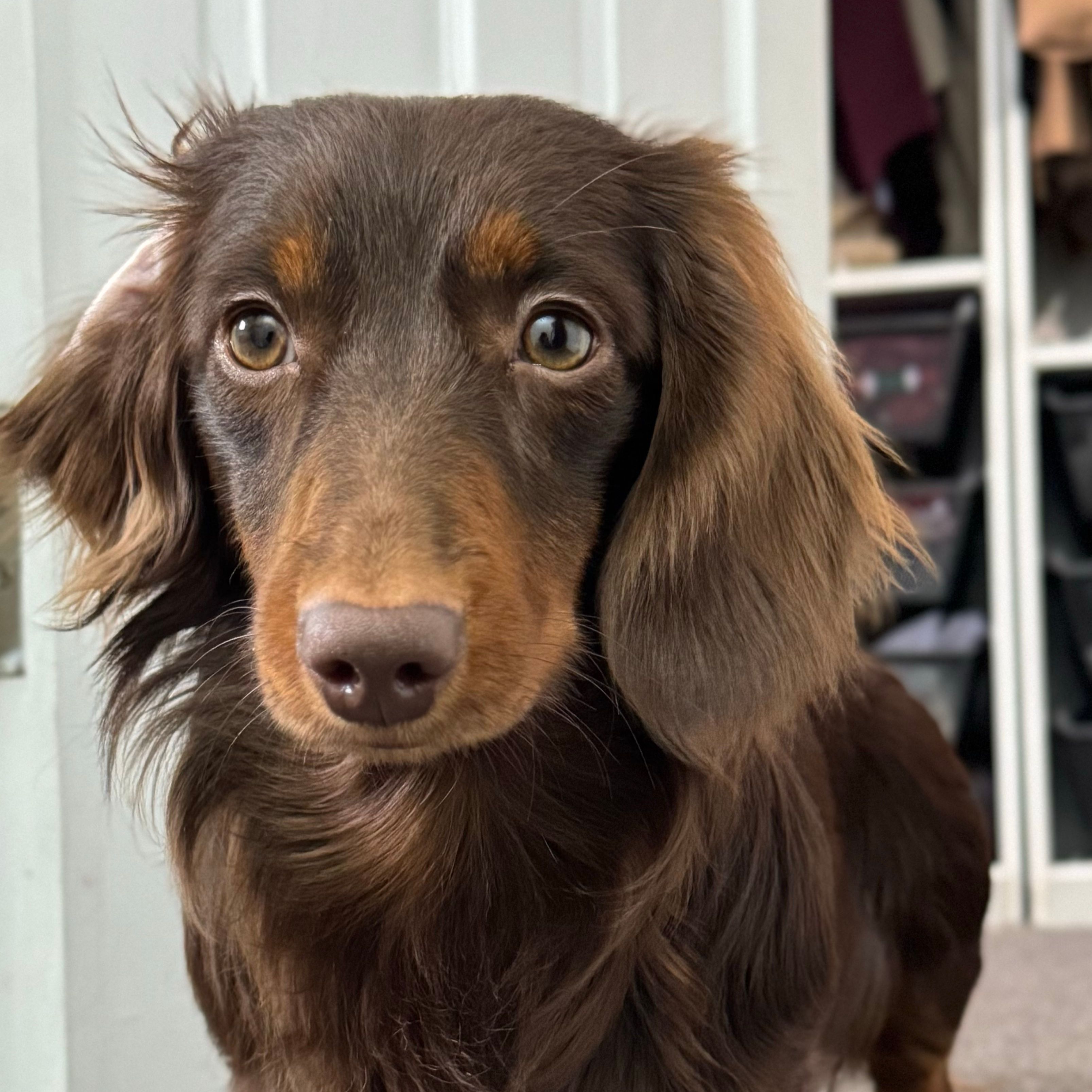Lupi