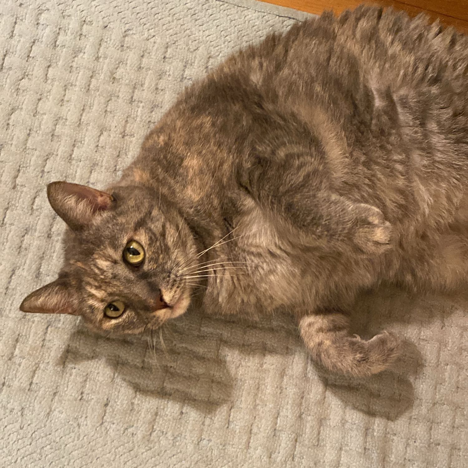 Lilli