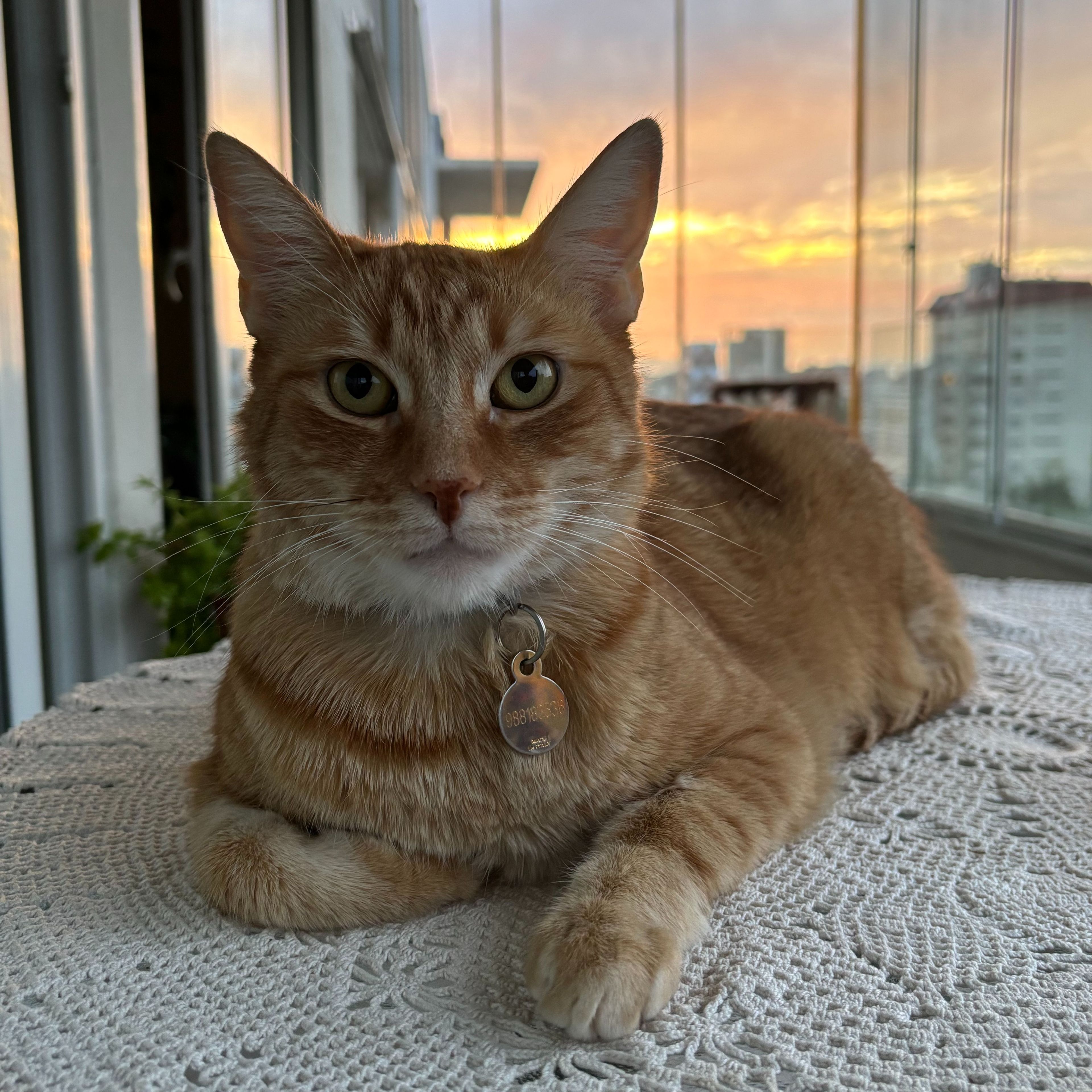 Simba