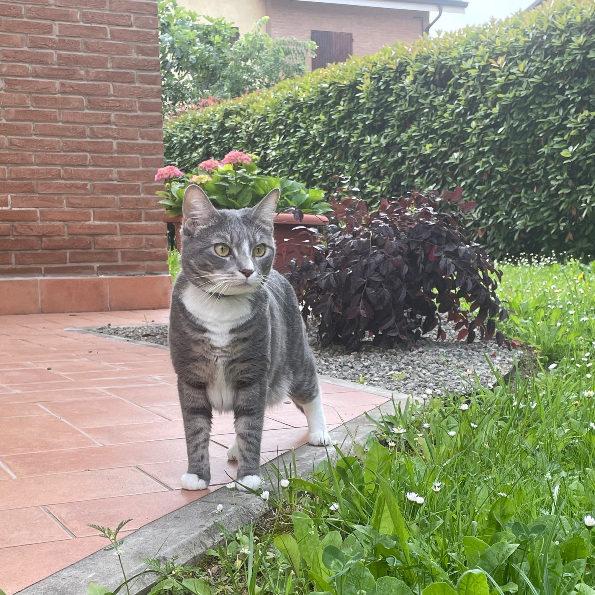 Kiki