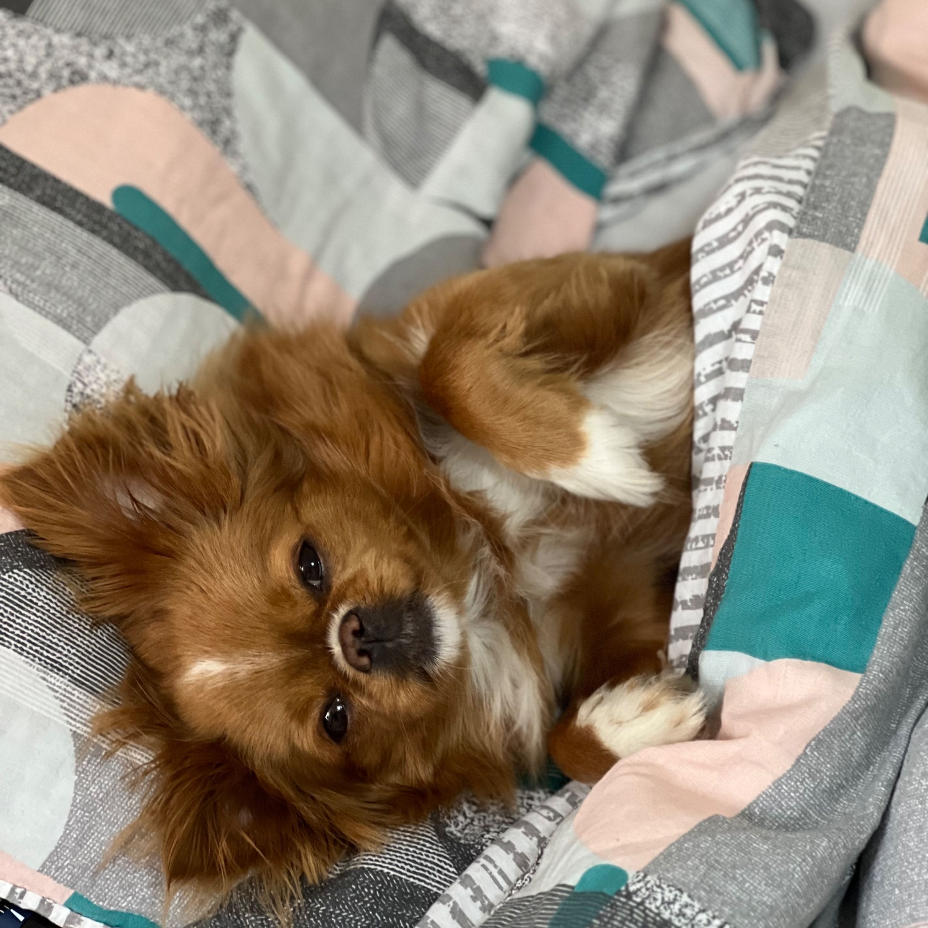 Daisy