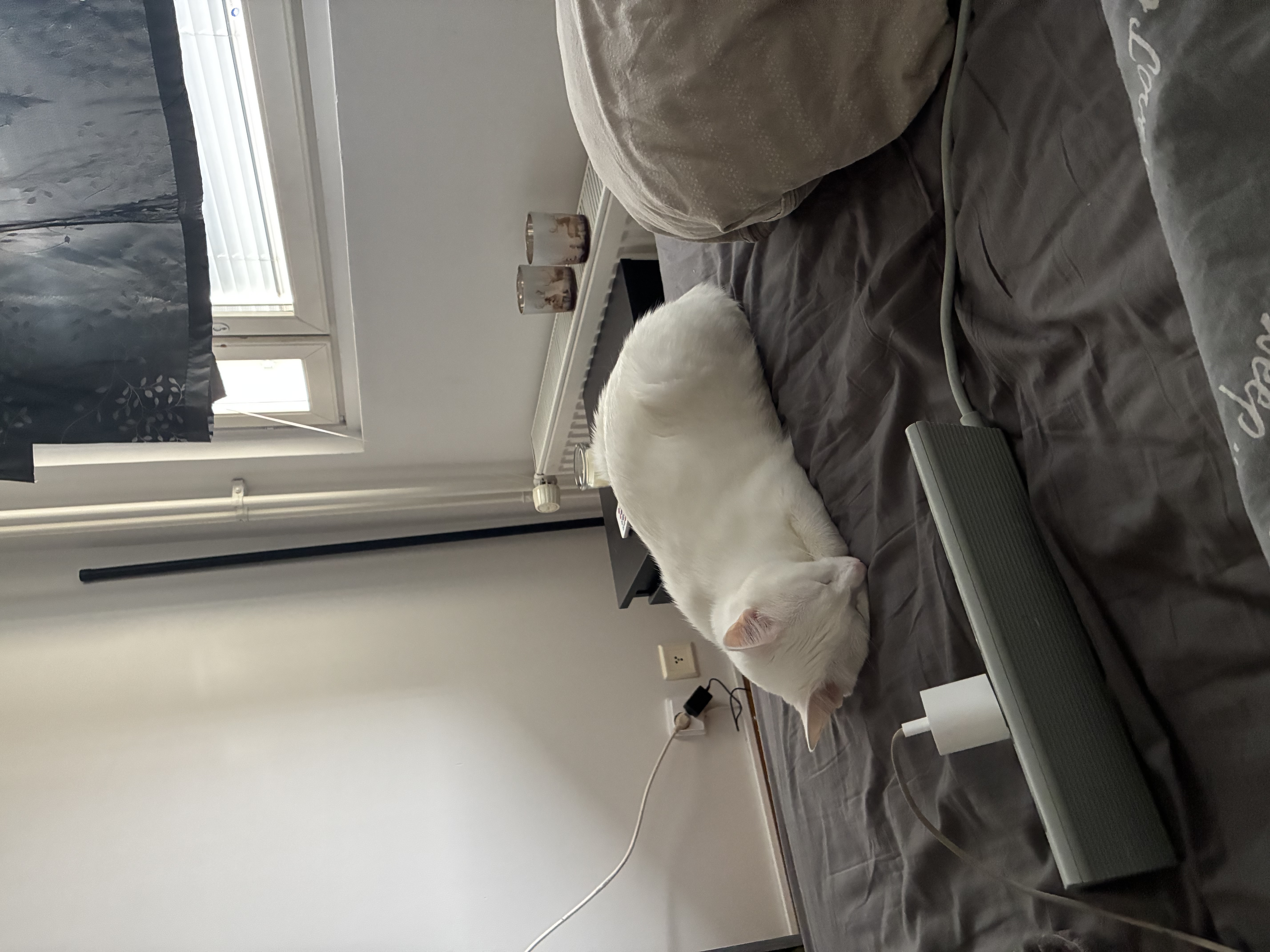 image-19