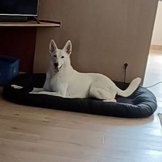 qana