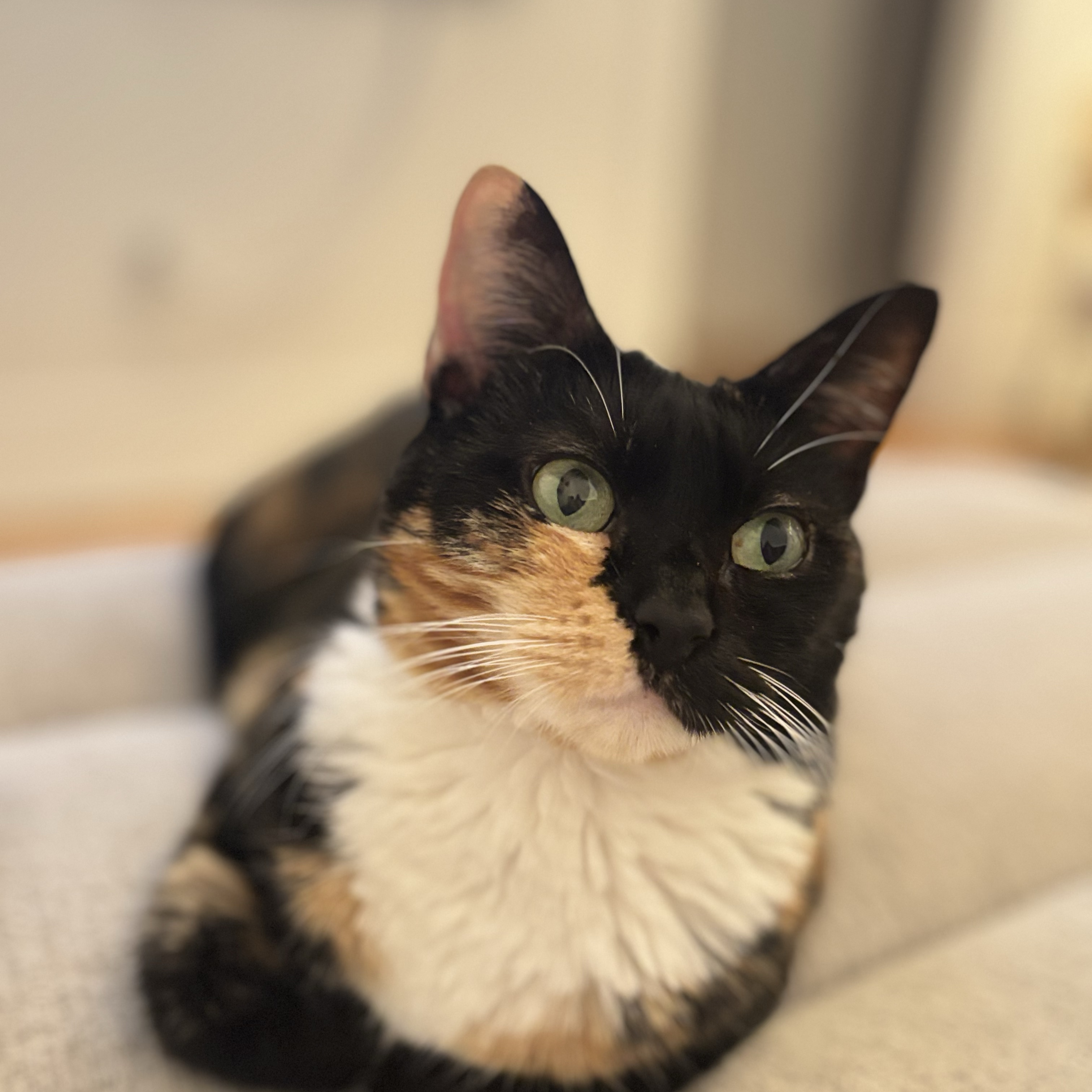 Kaya