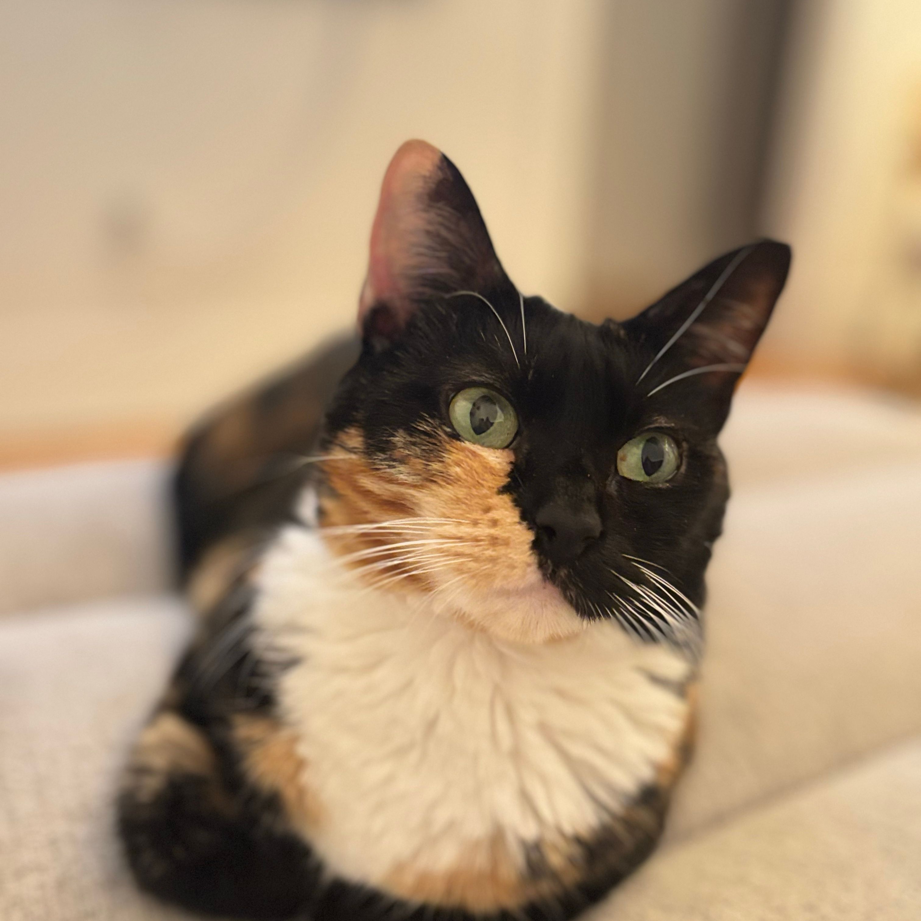 Kaya