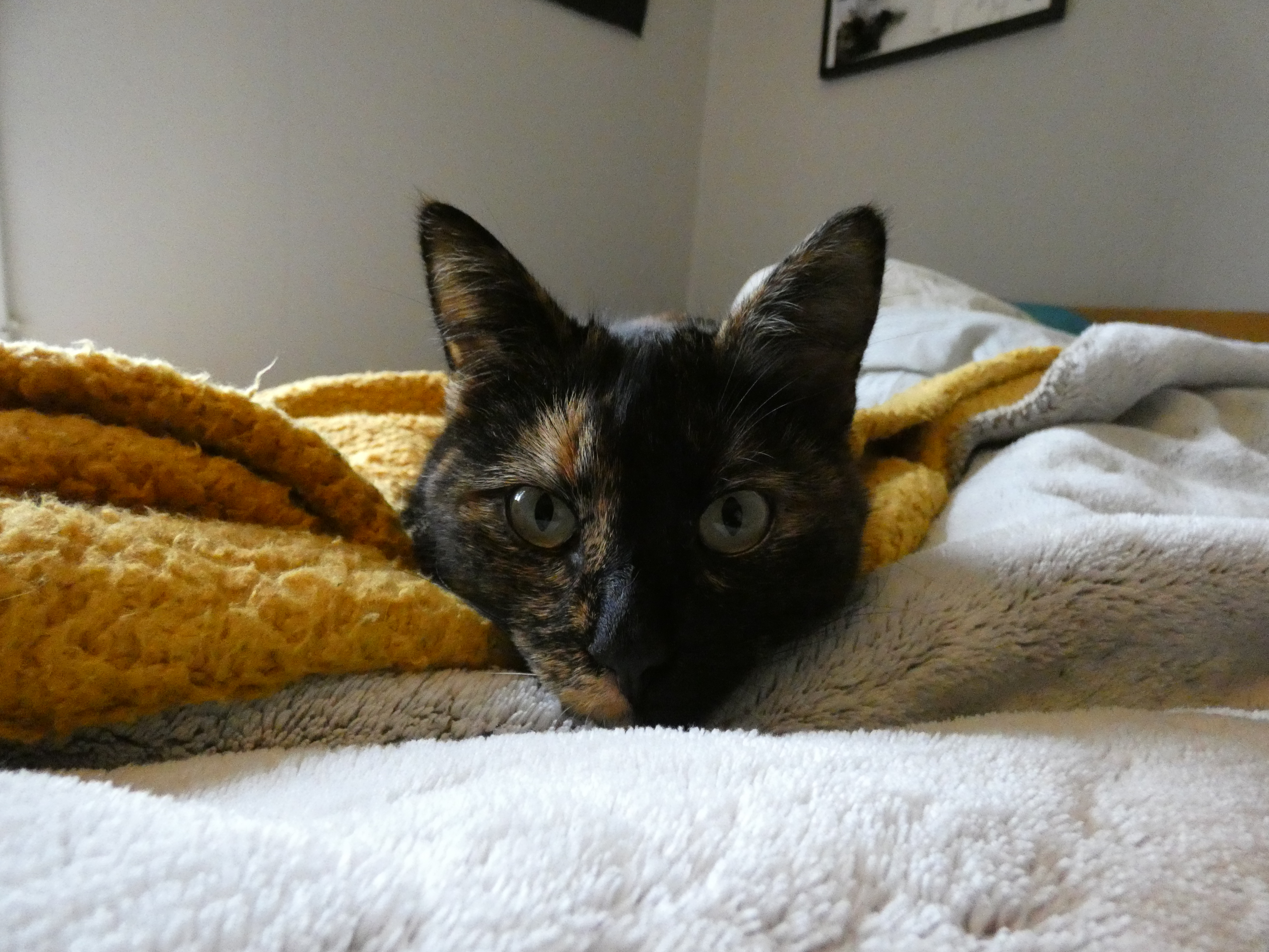 image-5