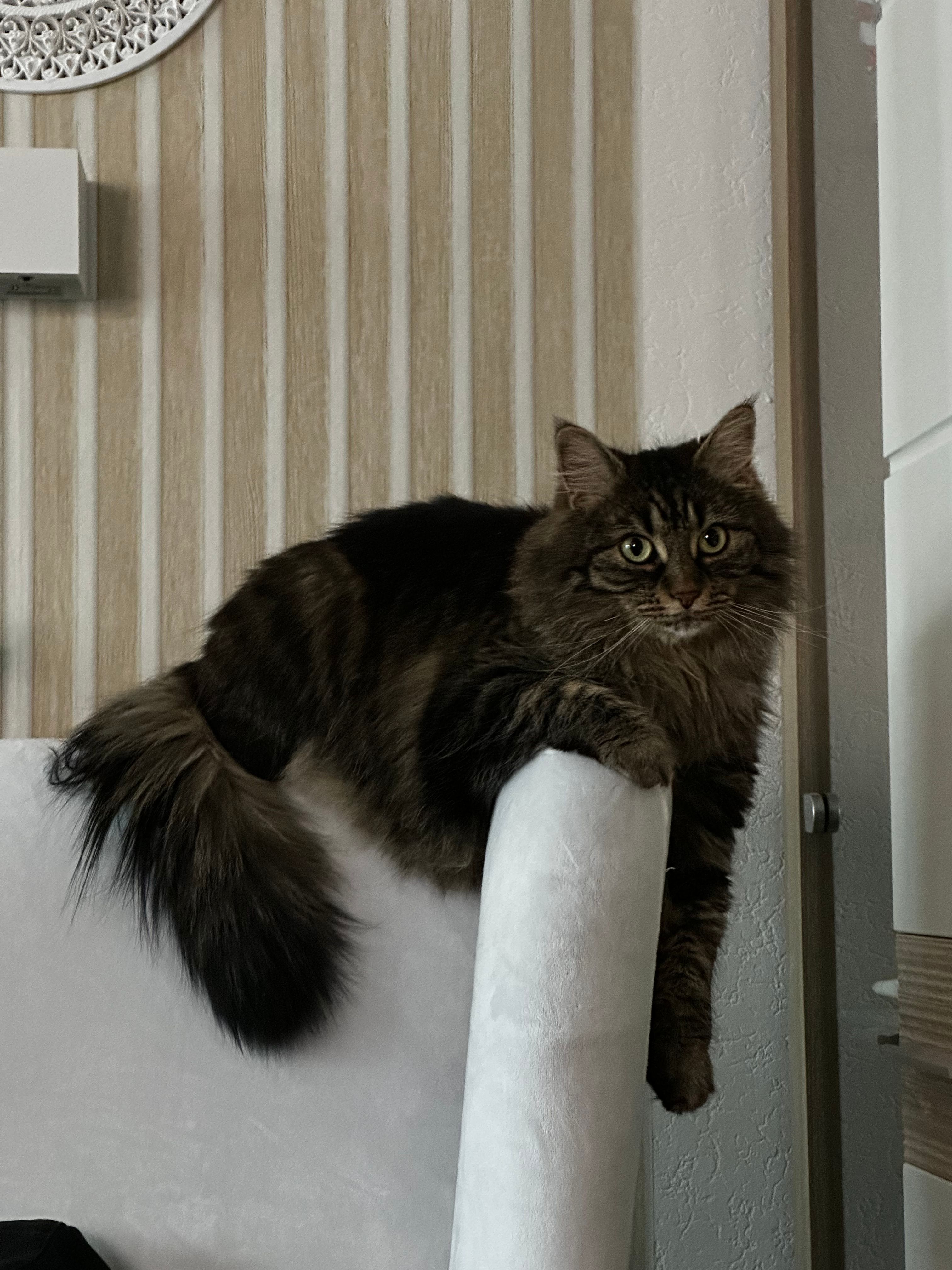 image-6