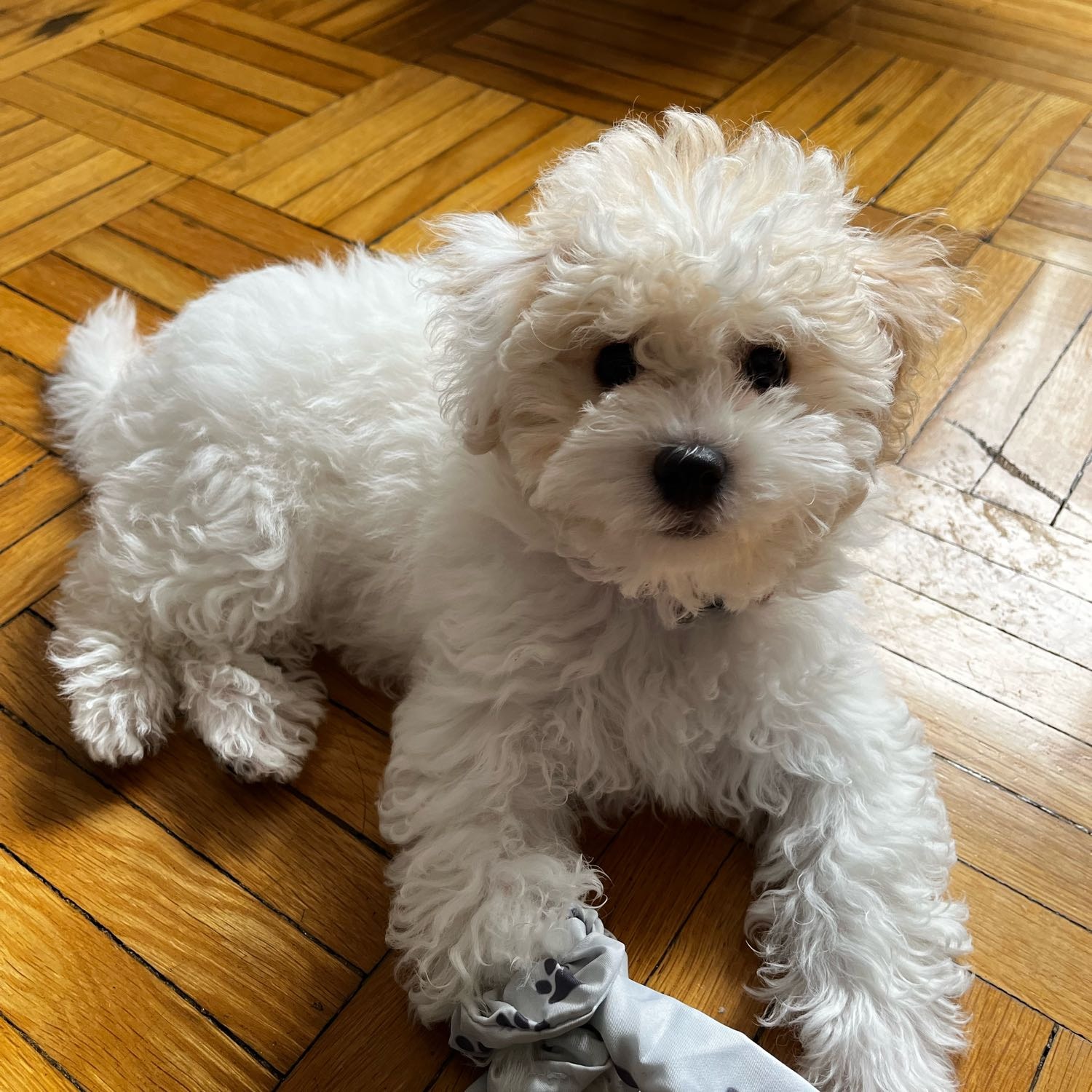 Tofu