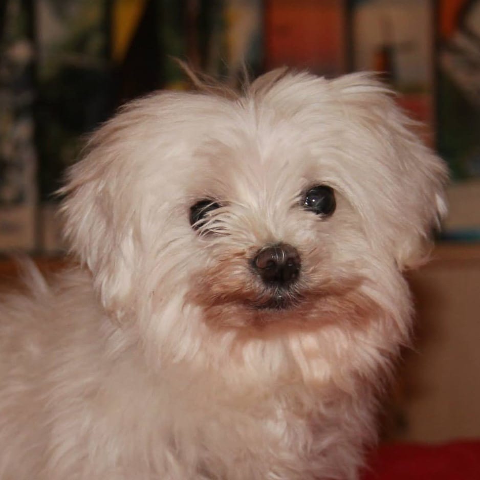 Maltese